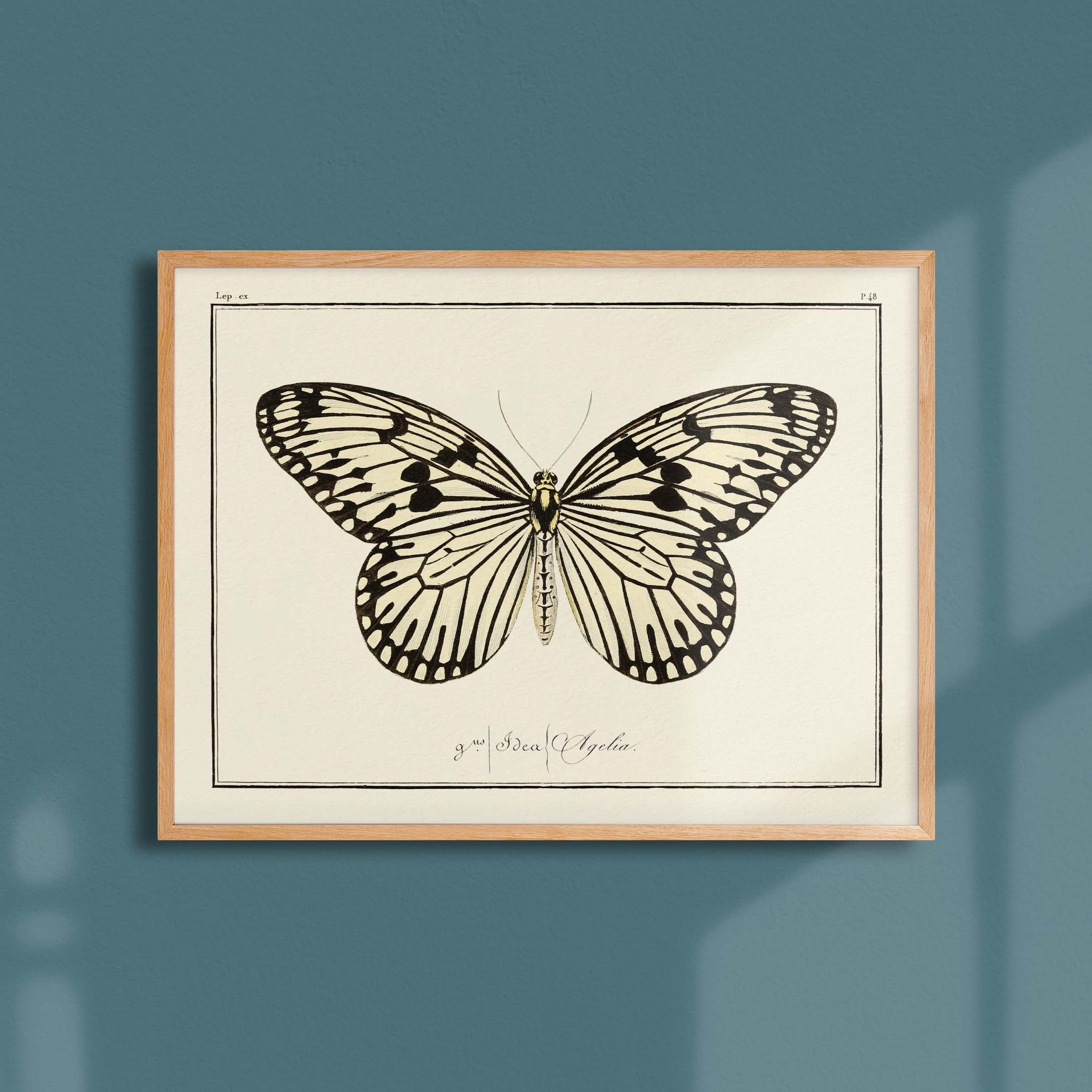 Planche d'entomologie Papillon - N°48-oneart.fr