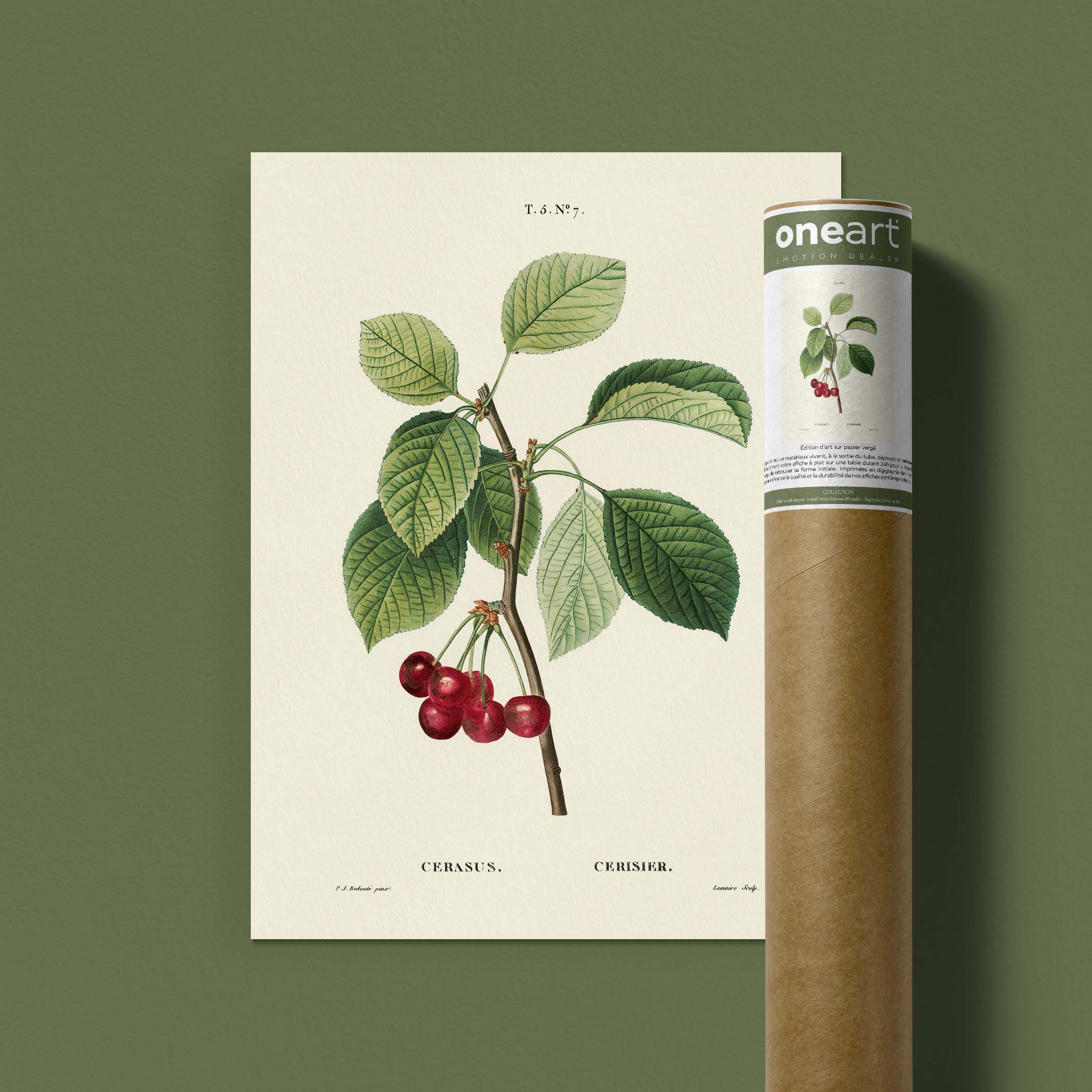 Planche botanique fruit - Cerisier-oneart.fr