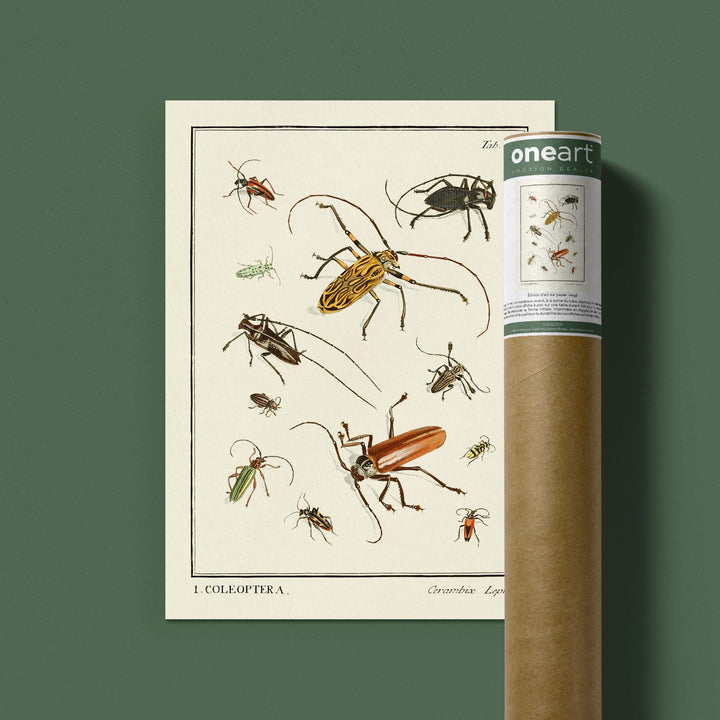 Planche d'entomologie  - Coleoptera - 2
