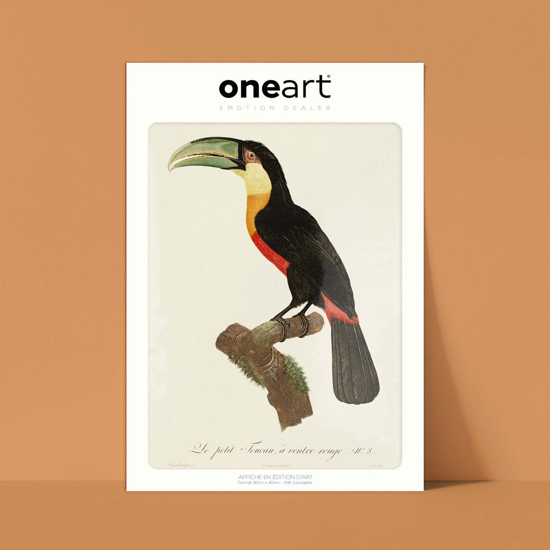 Planche d'ornithologie - Le petit Toucan à ventre rouge