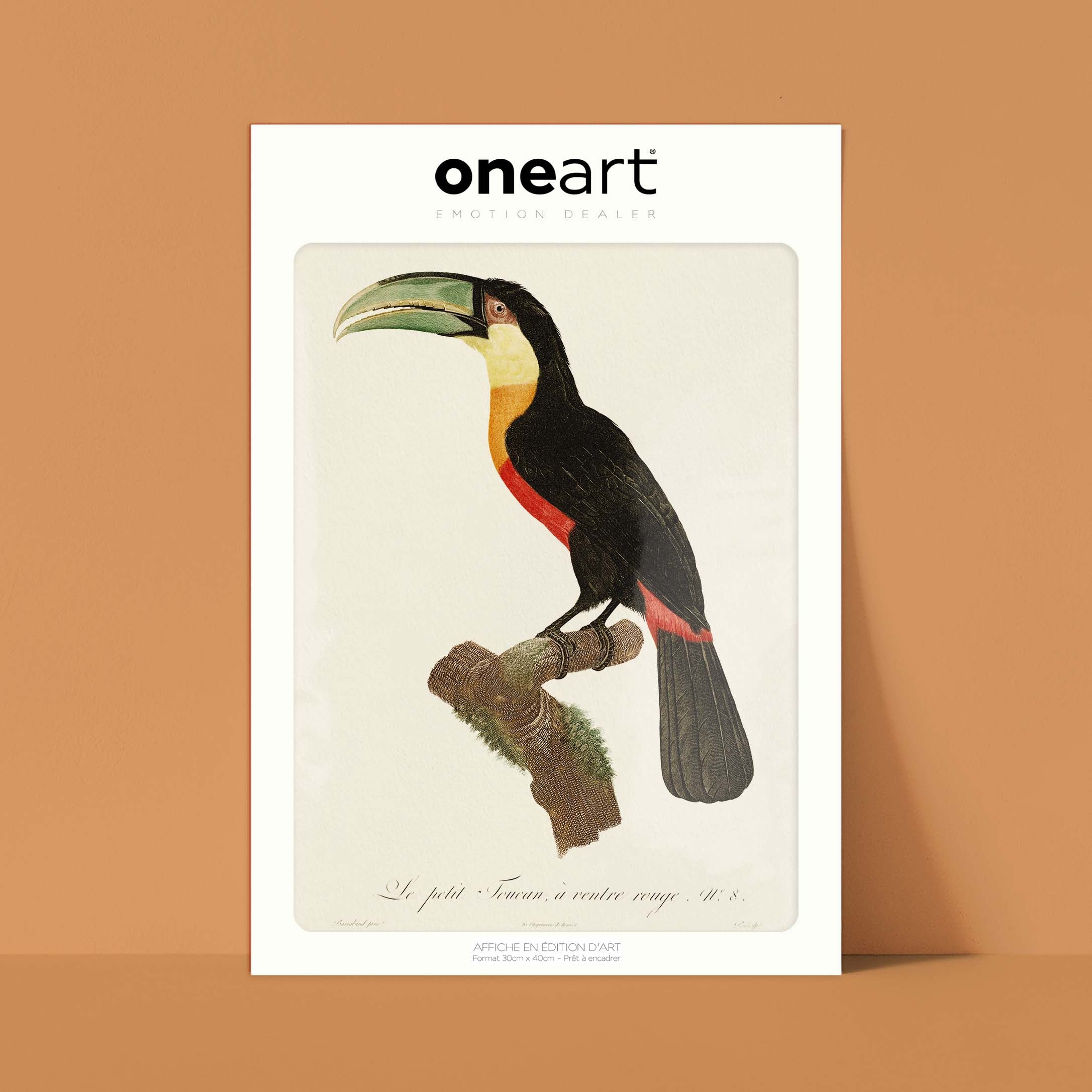 Planche d'ornithologie - Le petit Toucan à ventre rouge-oneart.fr