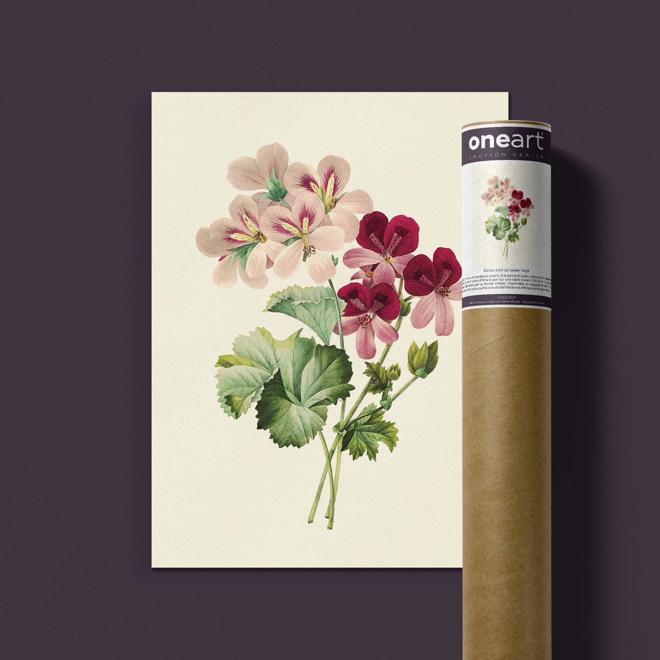 Planche botanique - Geranium-oneart.fr