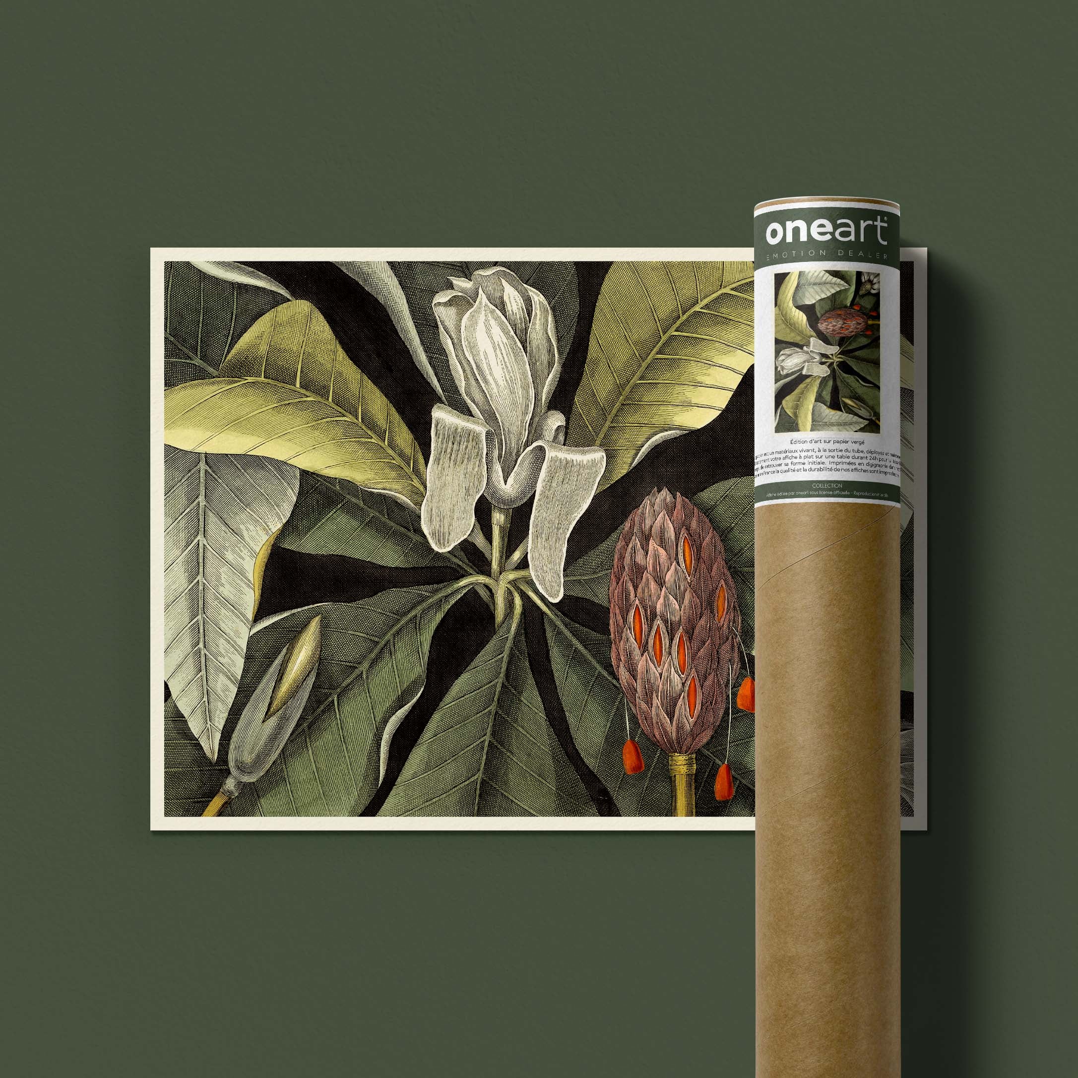 Planche botanique - Magnolia parasol-oneart.fr