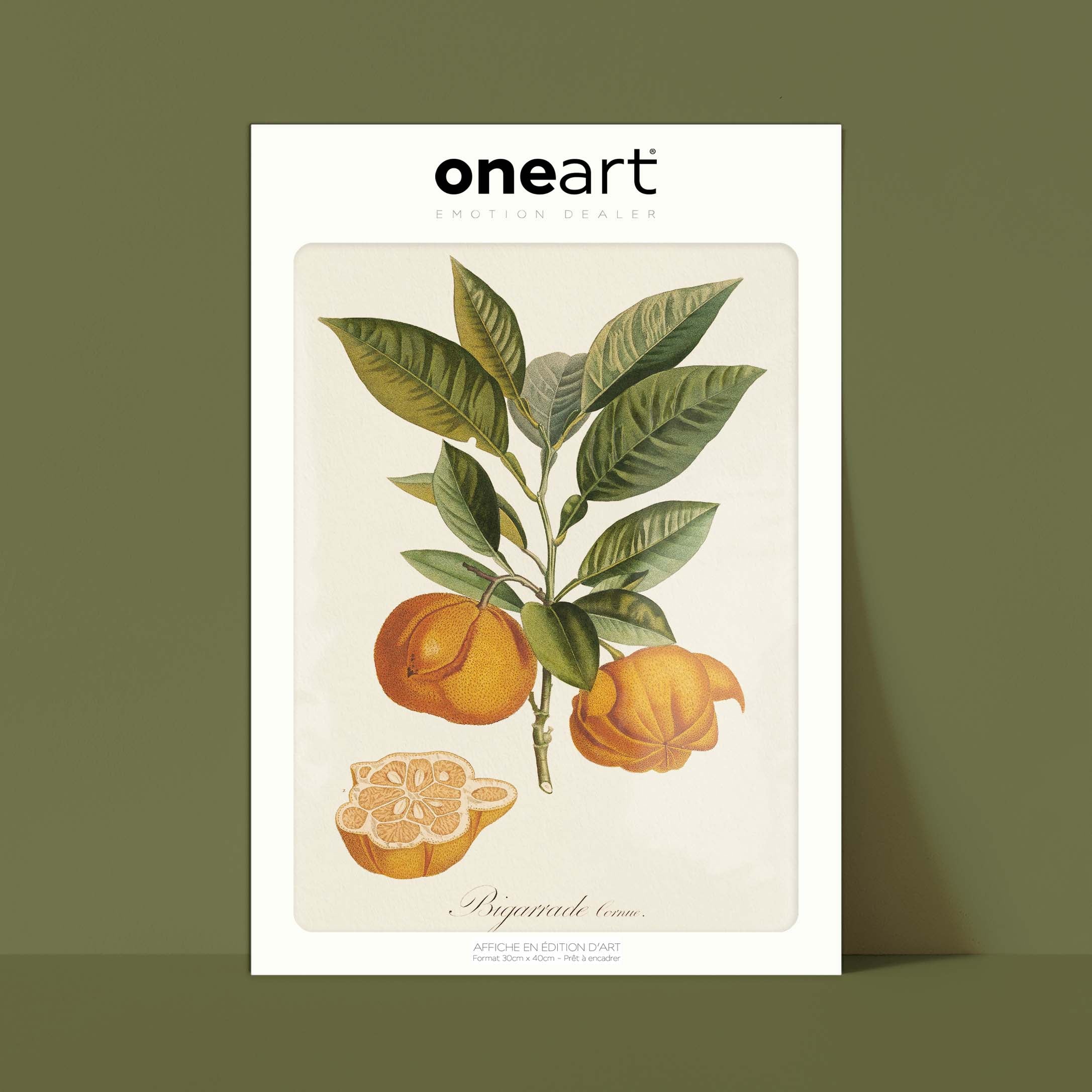 Planche botanique fruit - Bigarade cornue-oneart.fr
