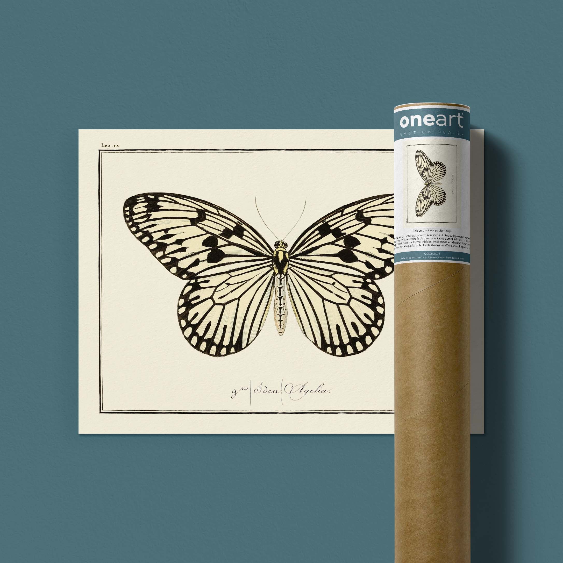 Planche d'entomologie Papillon - N°48-oneart.fr