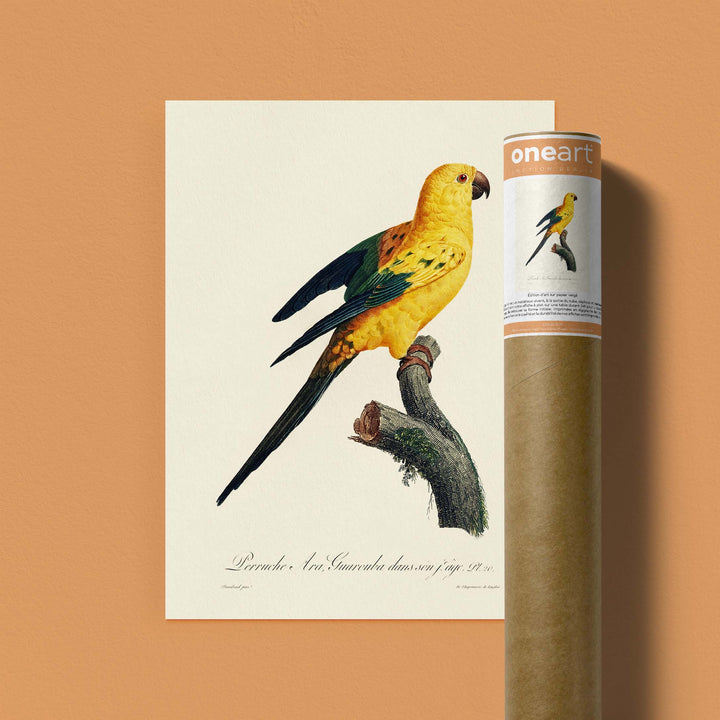 Planche d'ornithologie  - La perruche Ara Guarouba