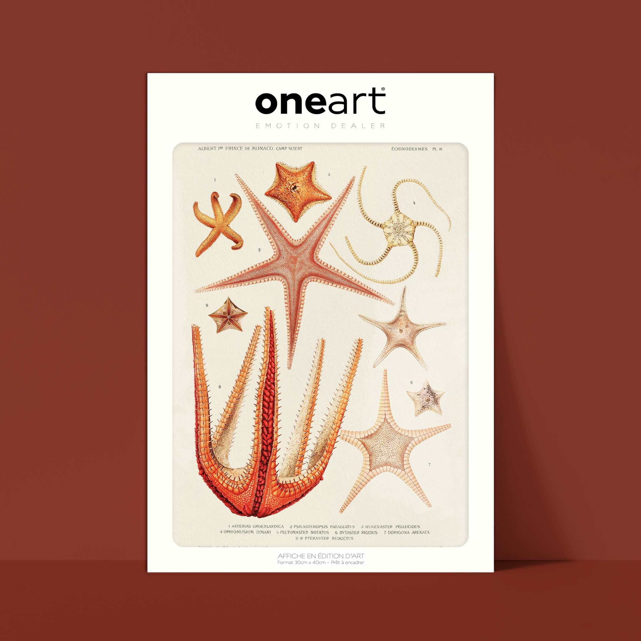 Affiche océan - Les étoiles de mer - 2-oneart.fr