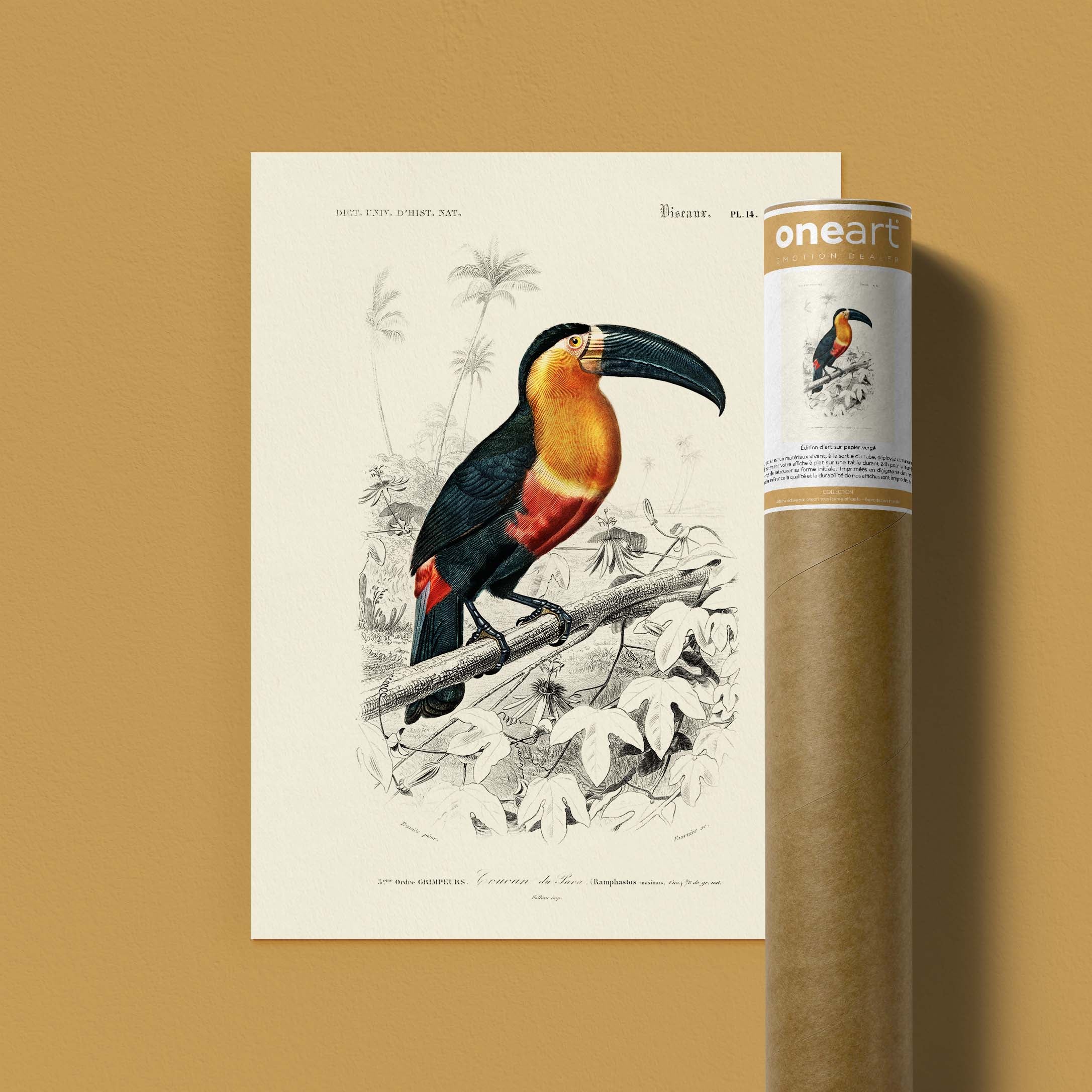 Planche de zoologie - Le toucan de para-oneart.fr