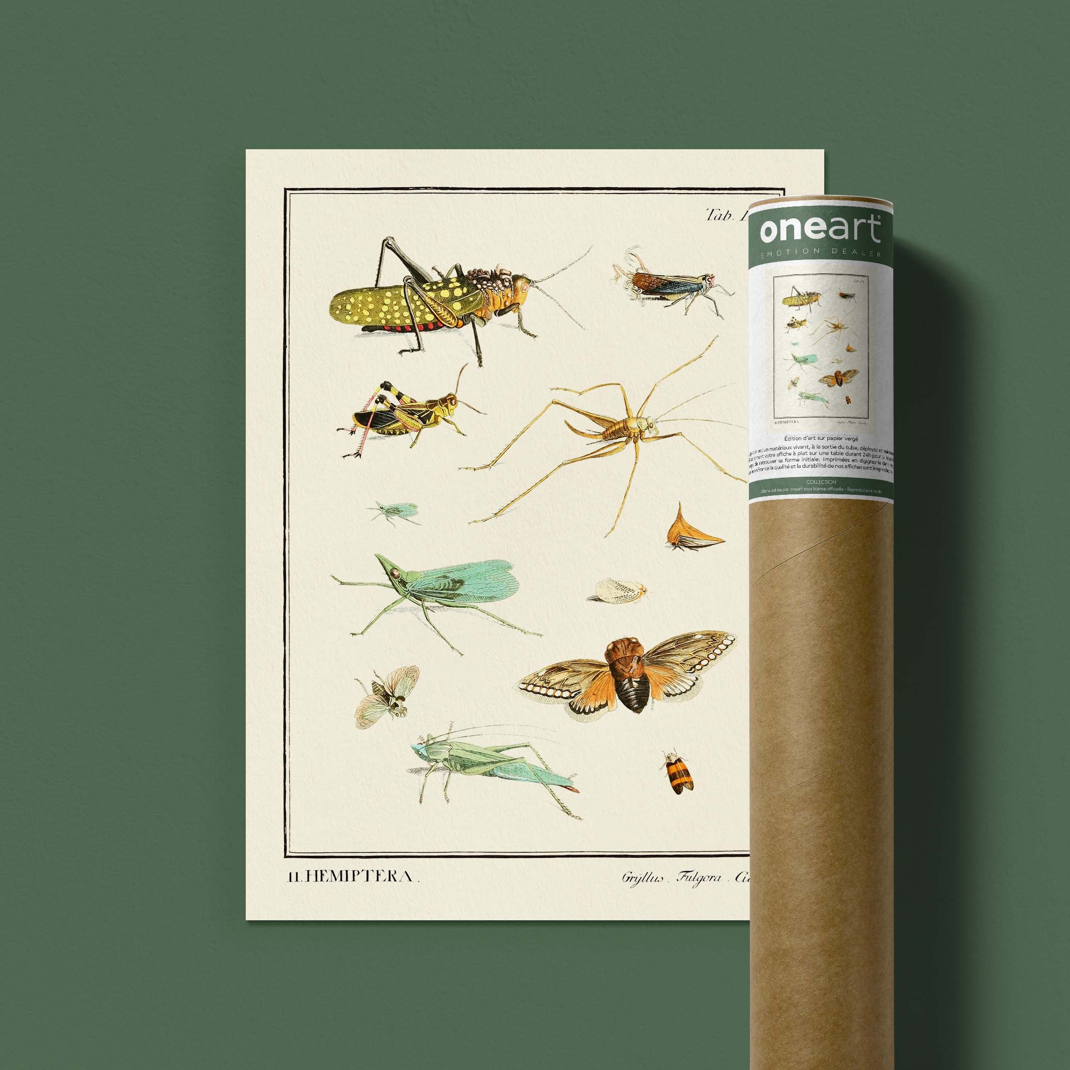 Planche d'entomologie - Hemiptera-oneart.fr