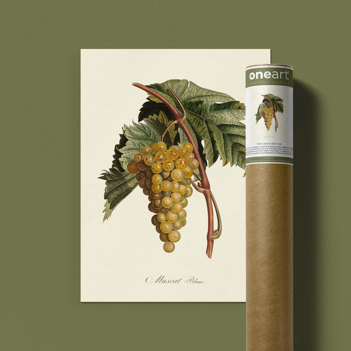 Planche botanique fruit - Muscat blanc