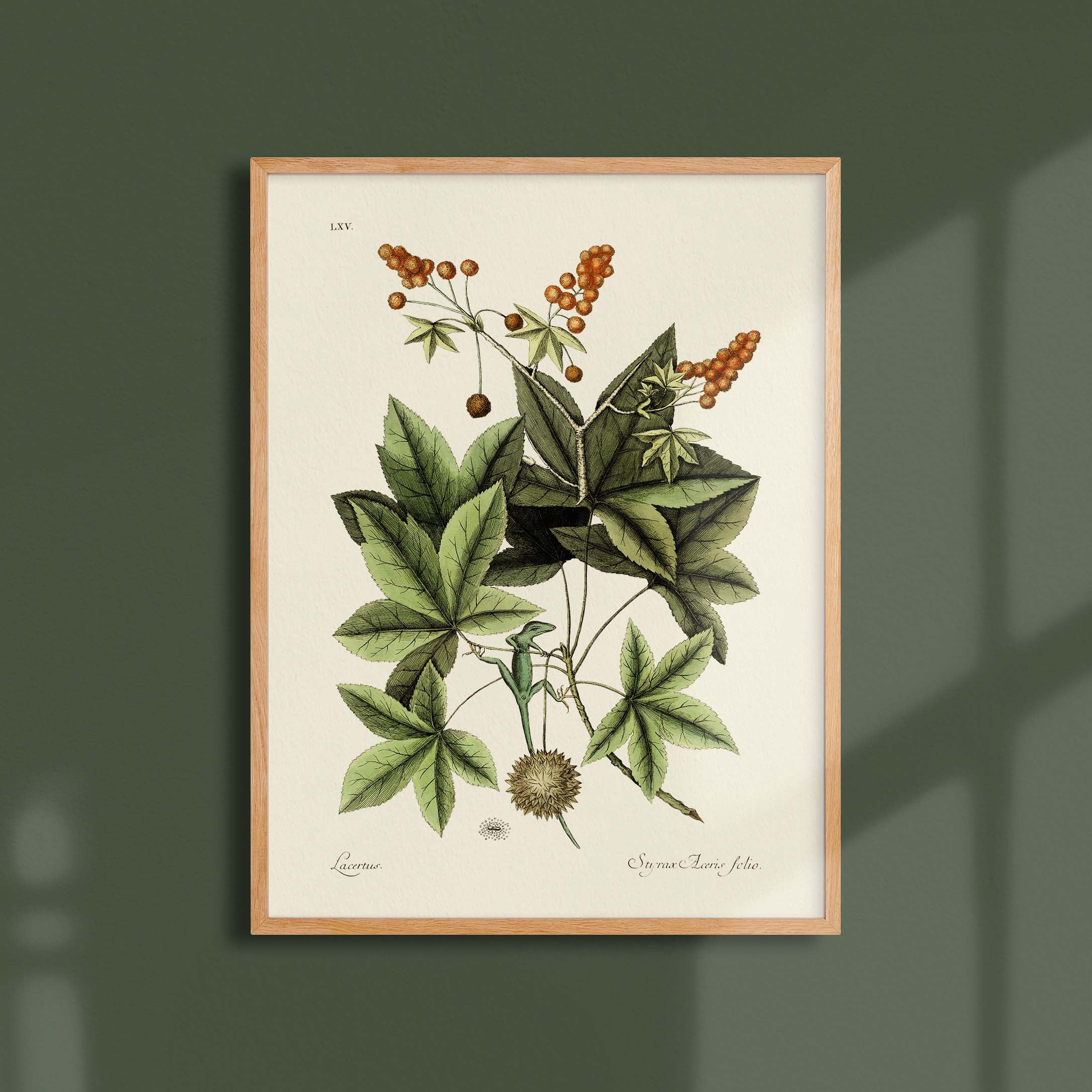 Planche botanique - Lézard vert-oneart.fr