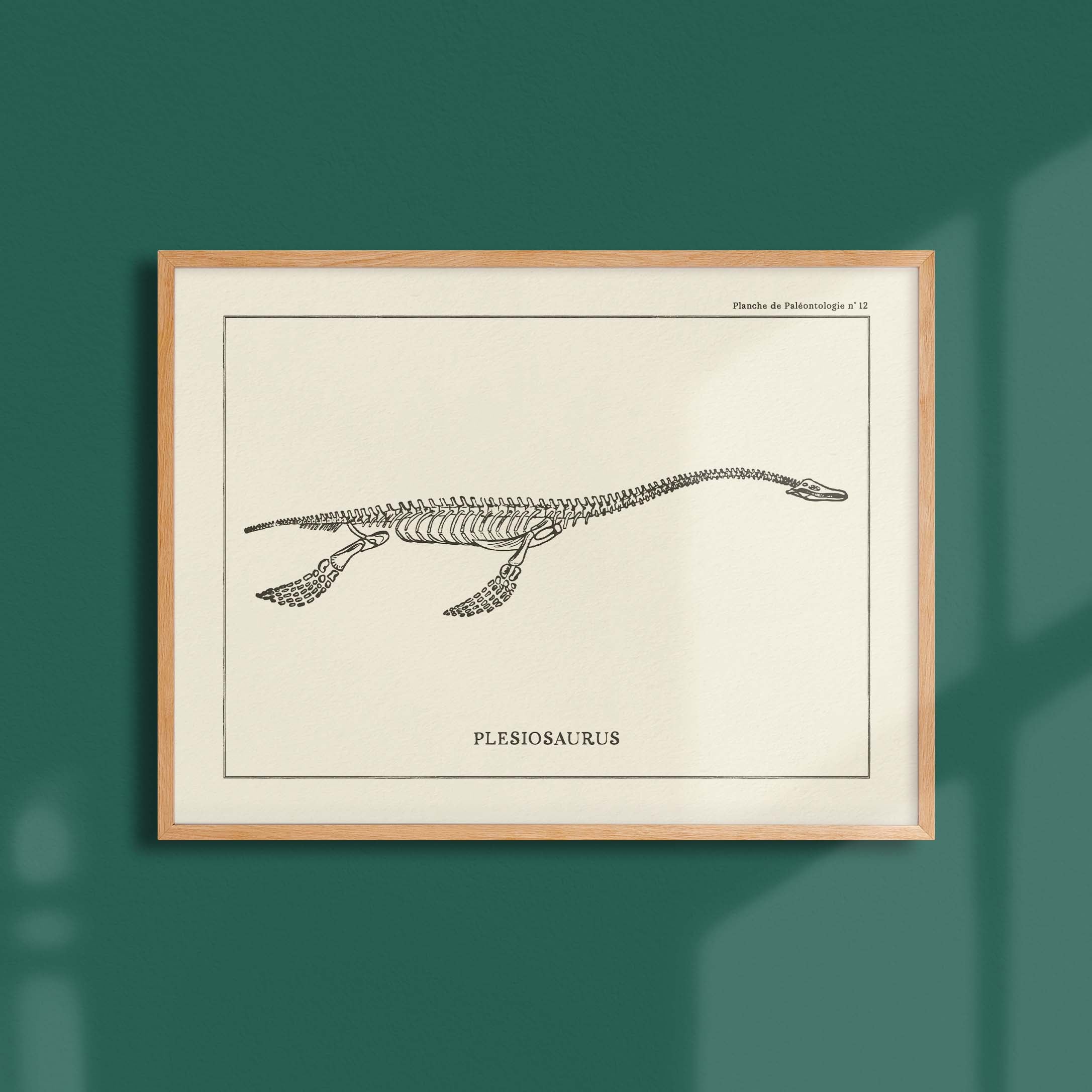Affiche Dinosaure - Squelette de plesiosaure-oneart.fr