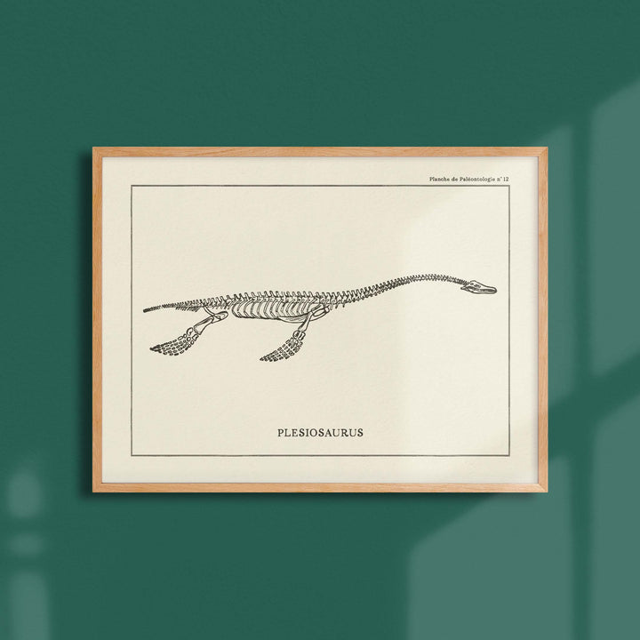 Affiche Dinosaure - Squelette de plesiosaure