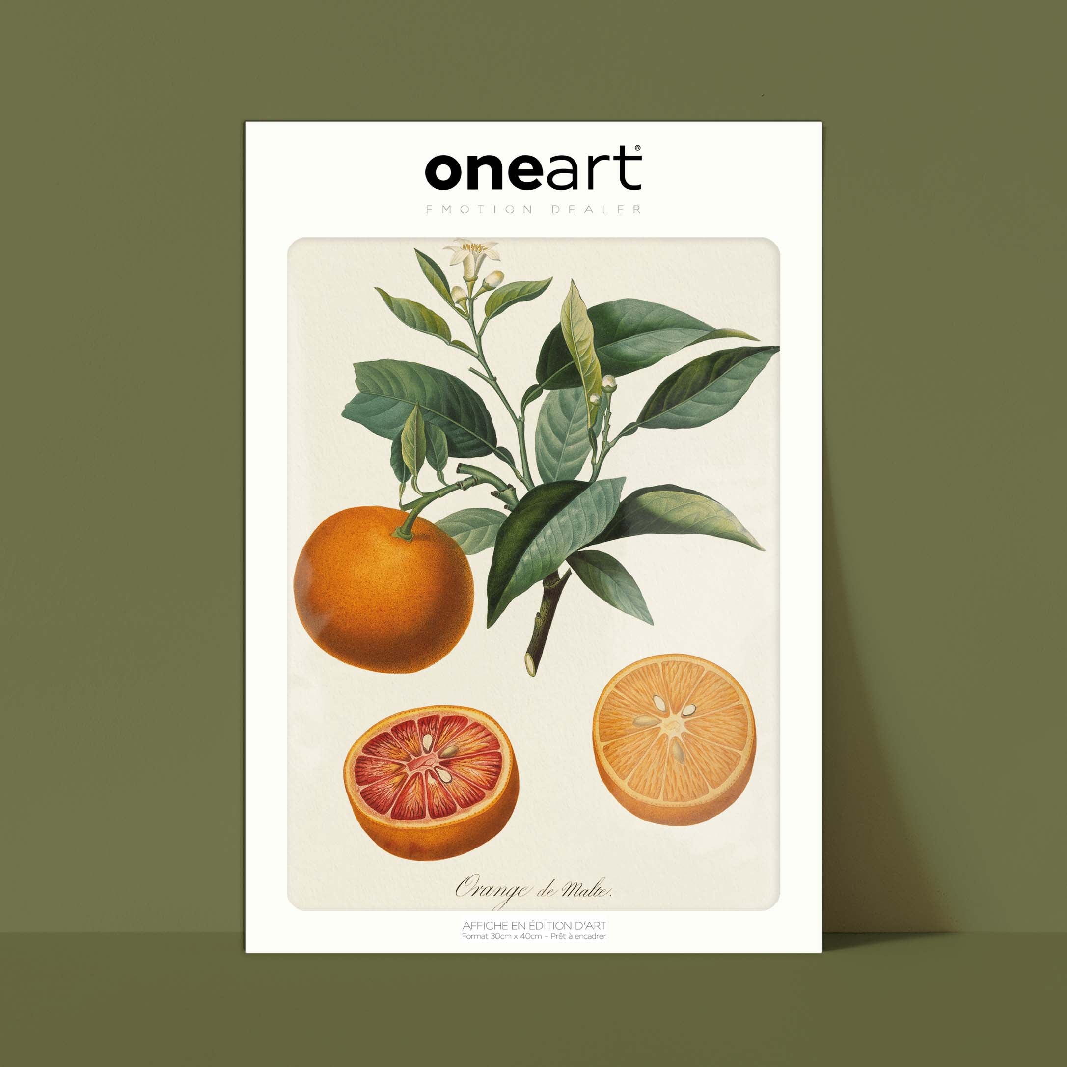 Planche botanique fruit - Orange de Malte-oneart.fr