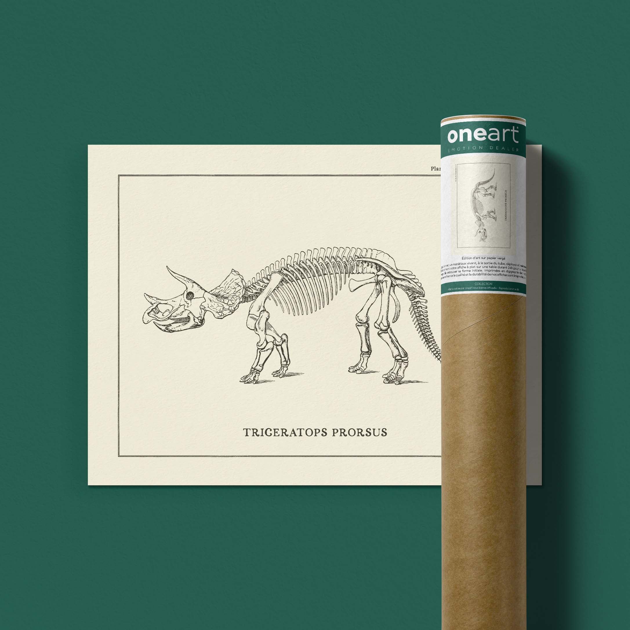 Affiche Dinosaure - Squelette de Triceratops-oneart.fr