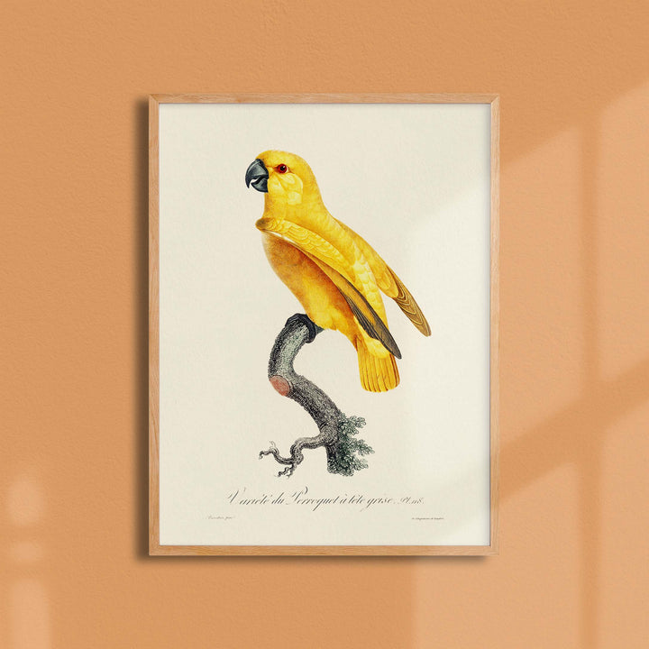 Planche d'ornithologie - Le perroquet à tête grise