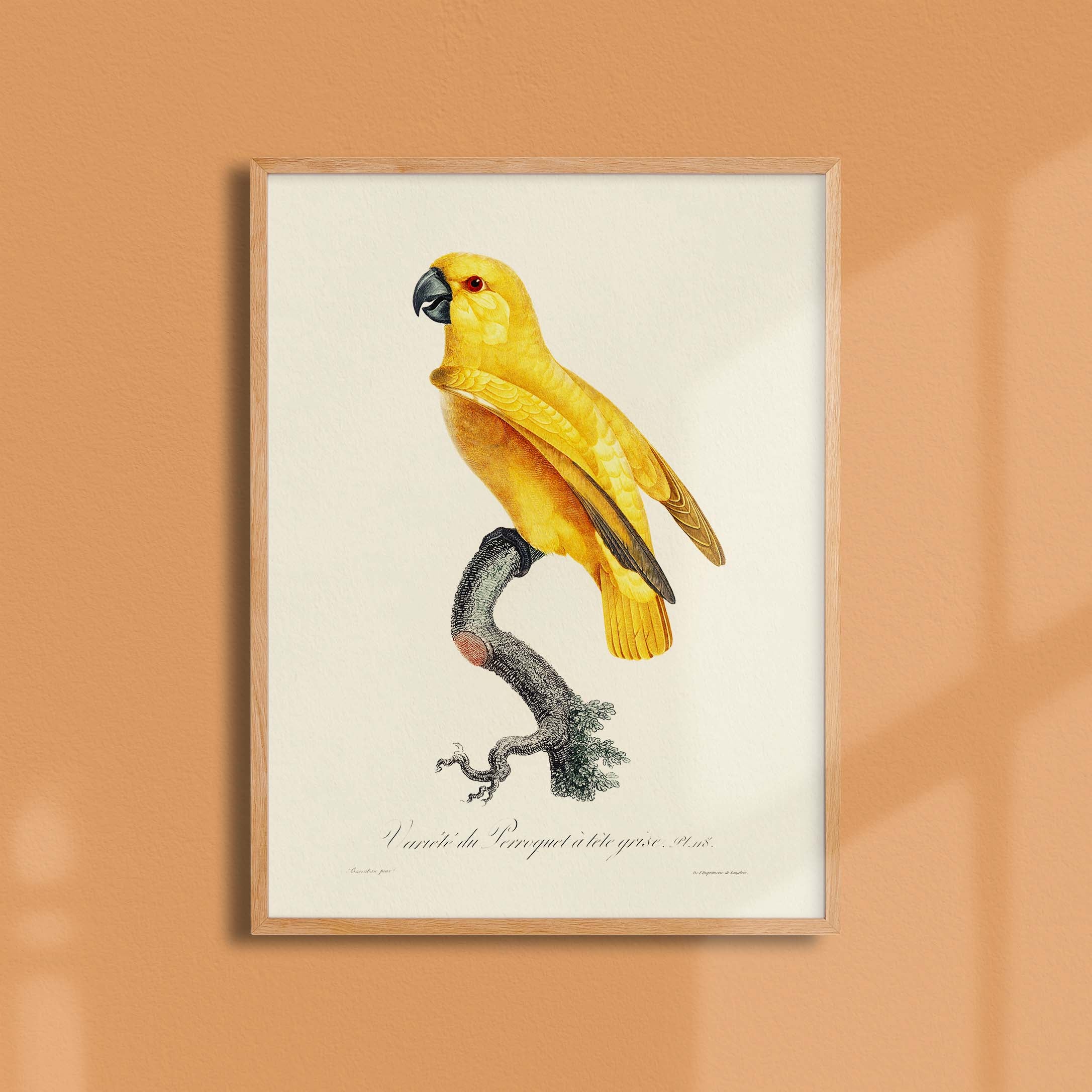 Planche d'ornithologie - Le perroquet à tête grise-oneart.fr