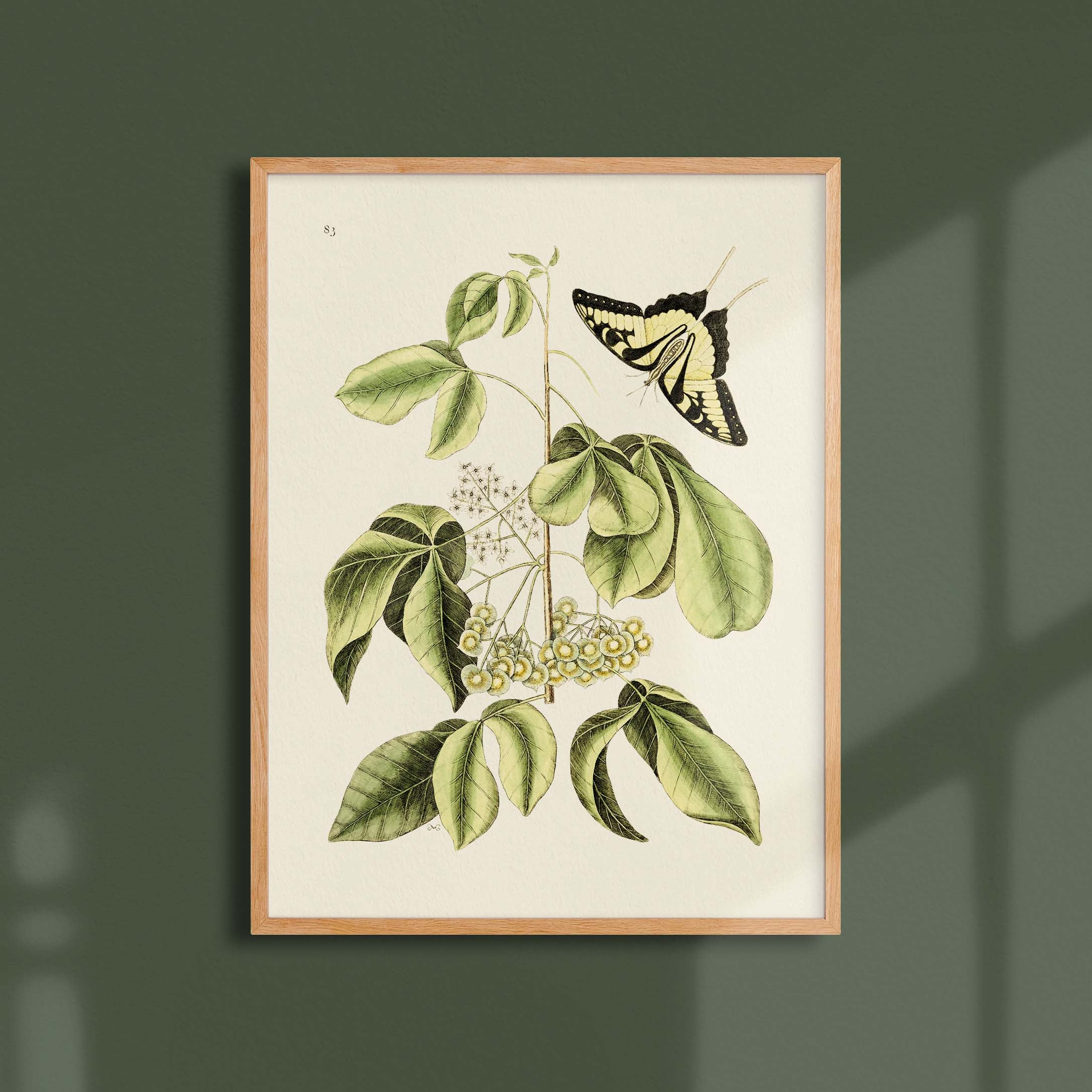 Planche botanique - Papillon machaon-oneart.fr