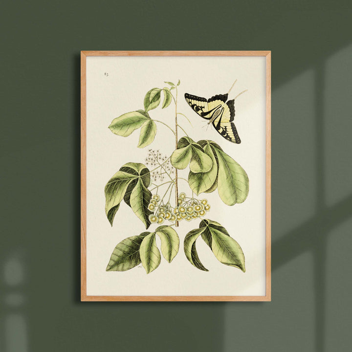 Planche botanique  - Papillon machaon
