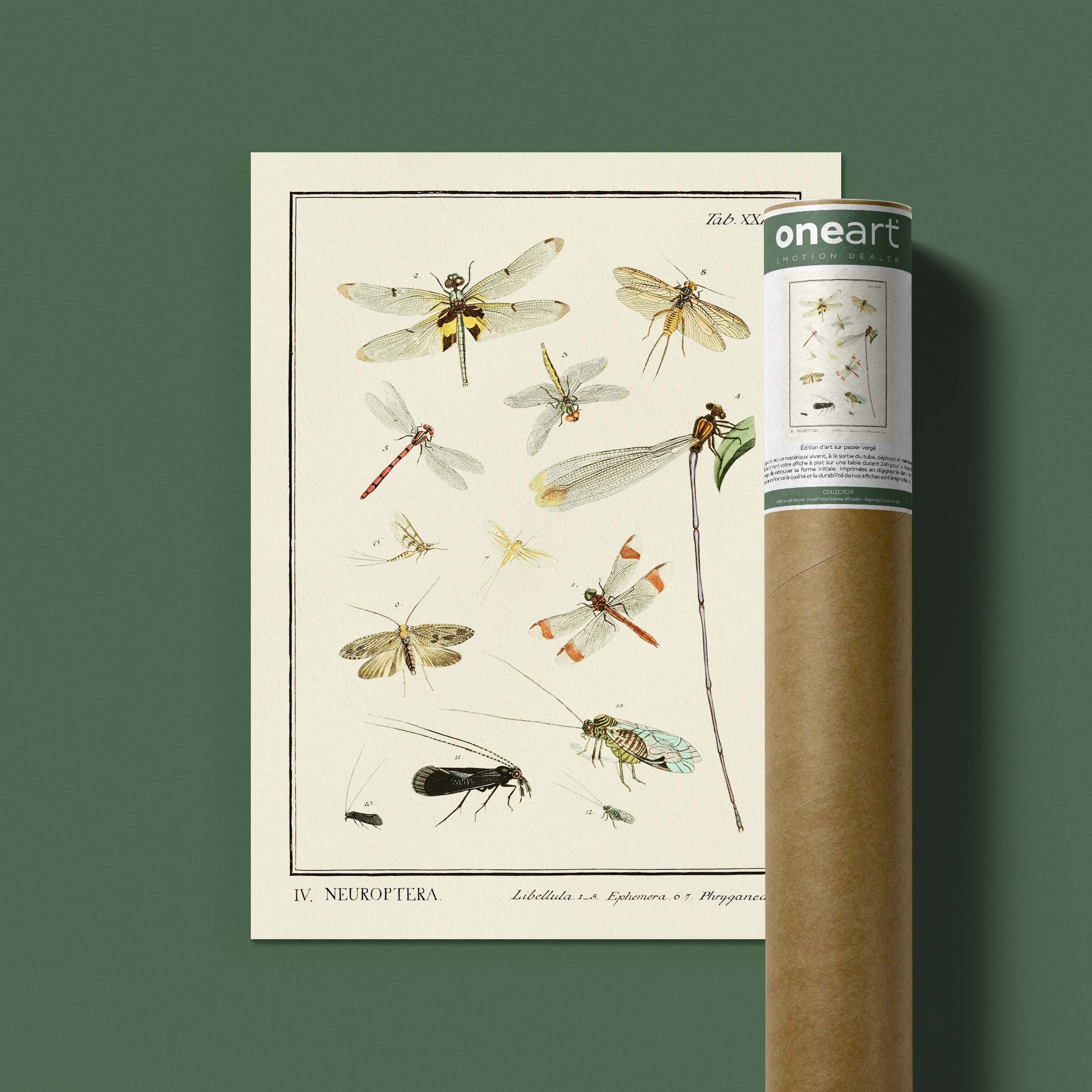 Planche d'entomologie - Neuroptera-oneart.fr