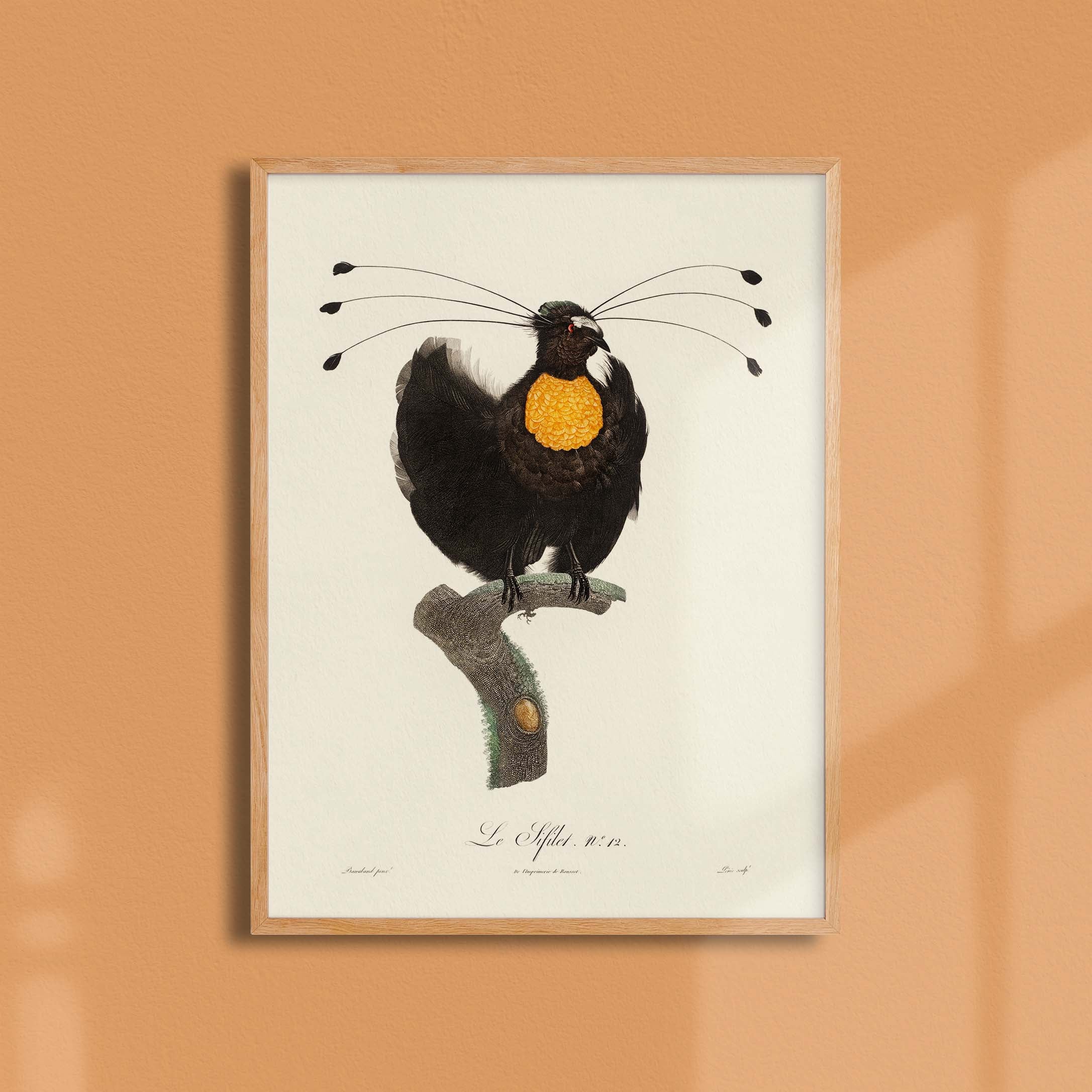 Planche d'ornithologie - Le Sifilet-oneart.fr