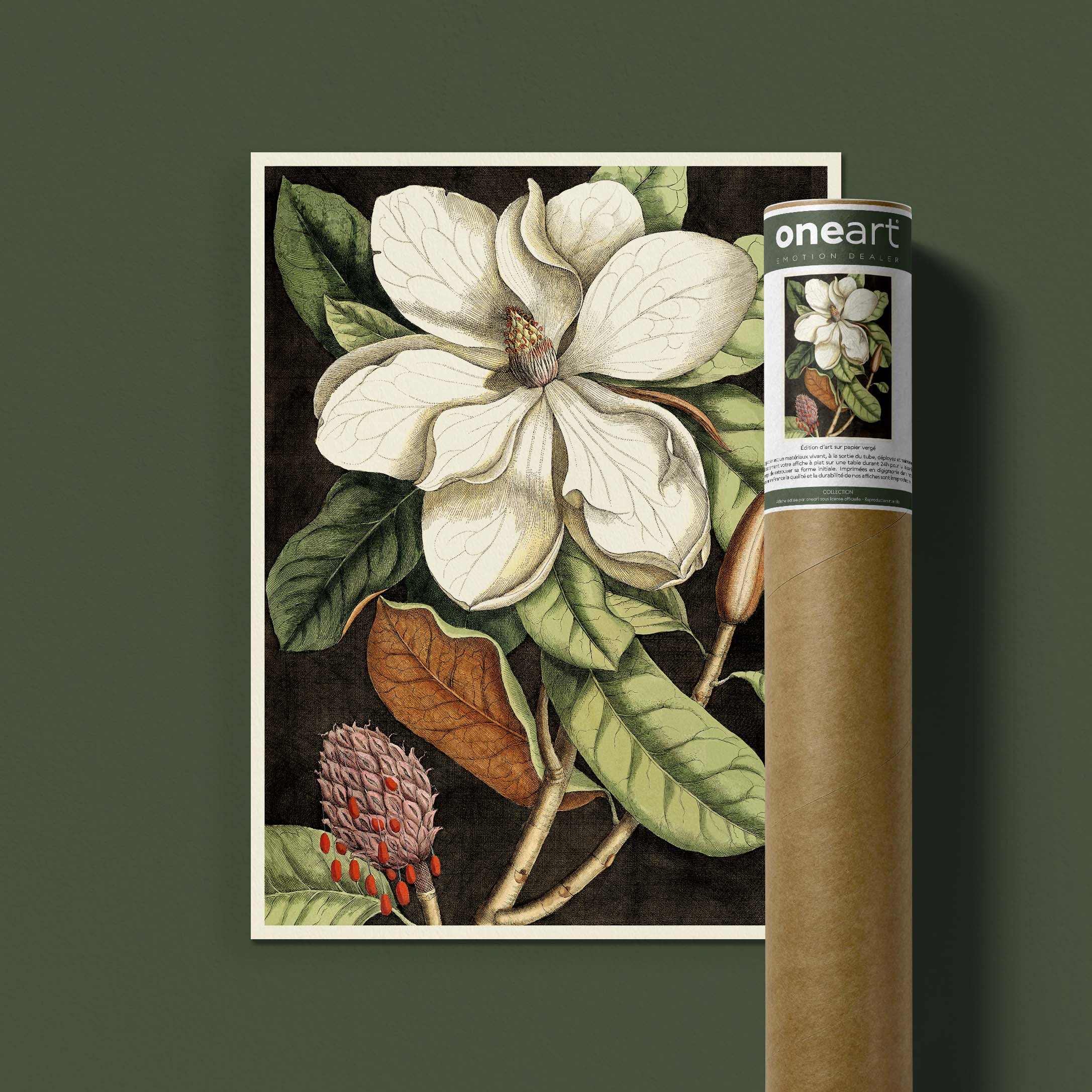 Planche botanique - Magnolia-oneart.fr