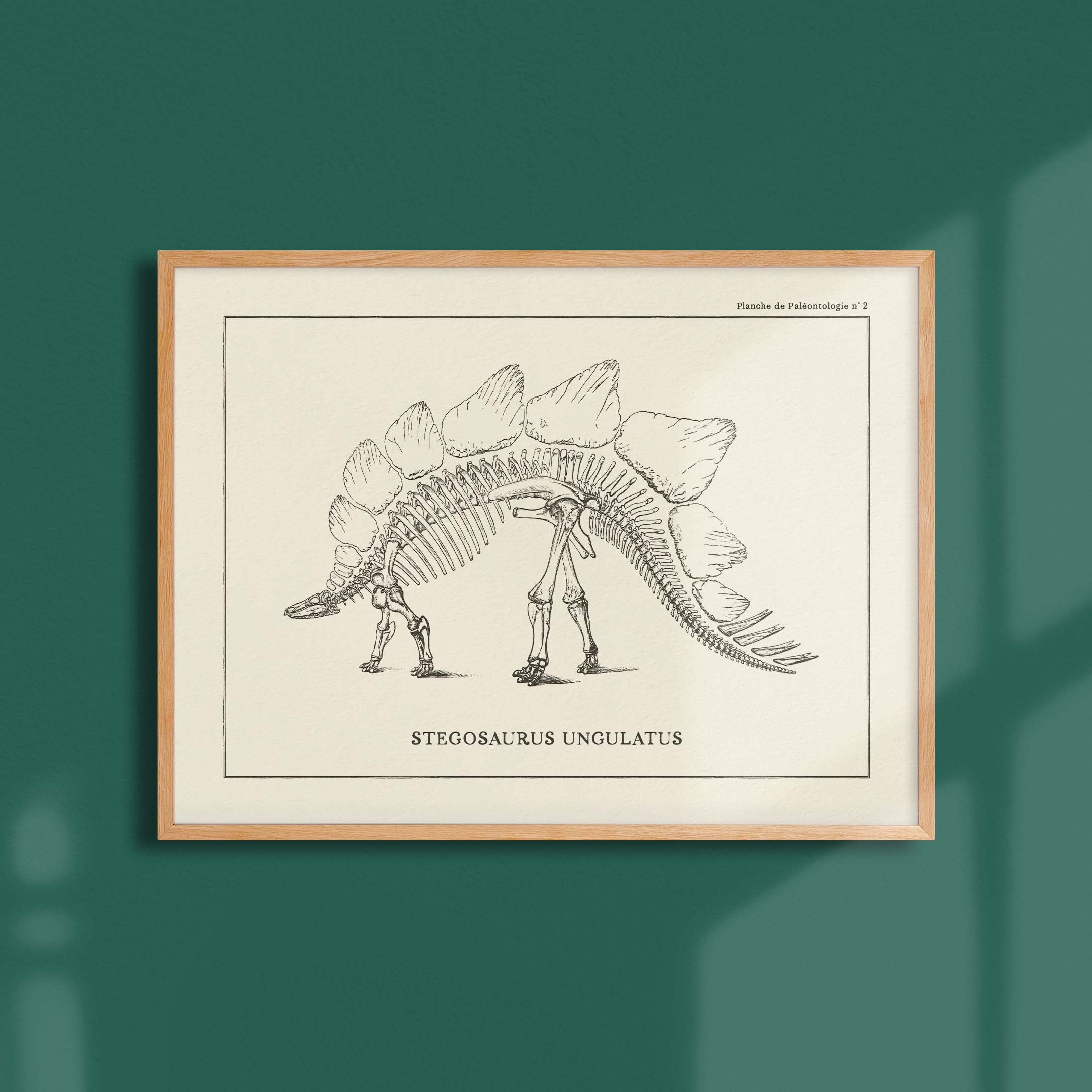 Affiche Dinosaure - Squelette de Stegosaure-oneart.fr