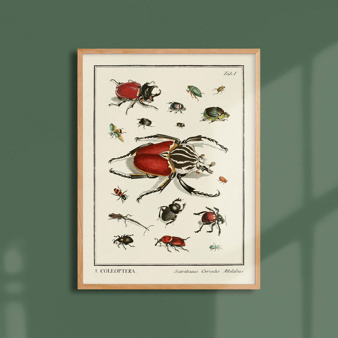 Planche d'entomologie  - Coleoptera - 1
