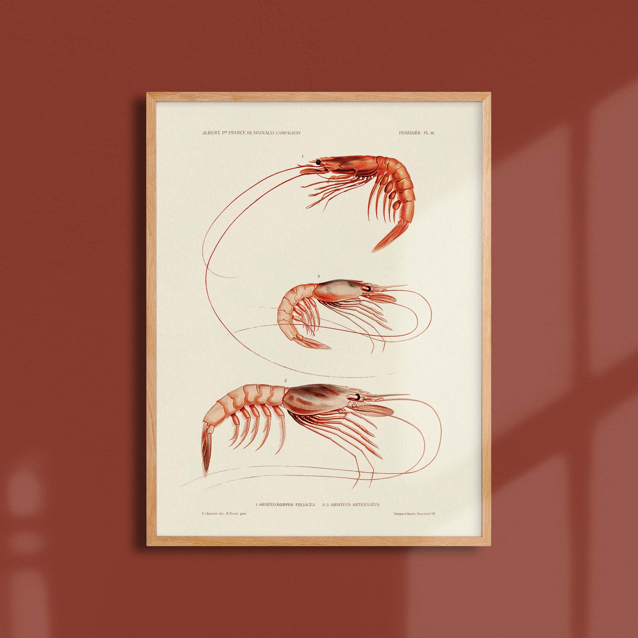 Affiche océan - Les crevettes-oneart.fr