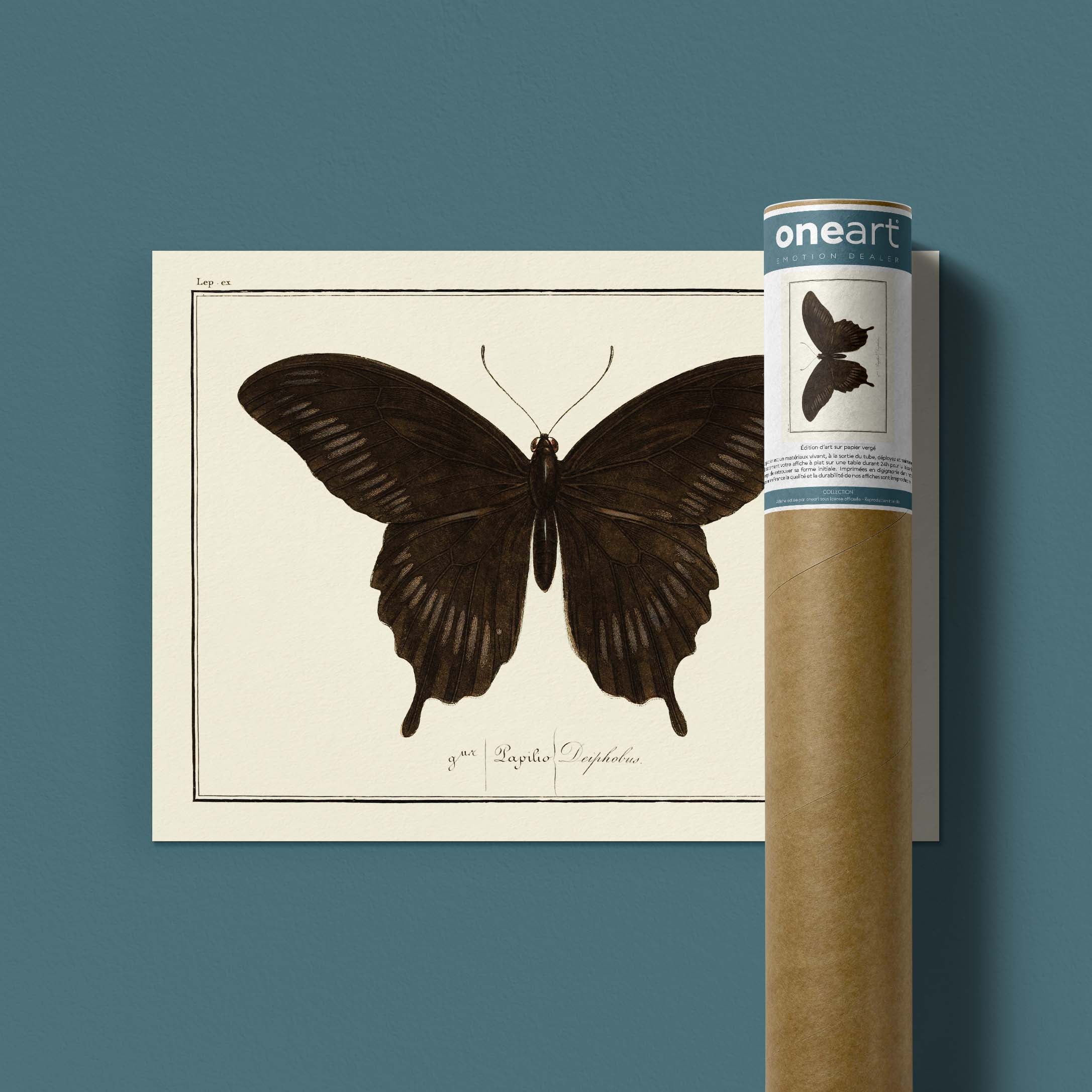 Planche d'entomologie Papillon - N°11-oneart.fr