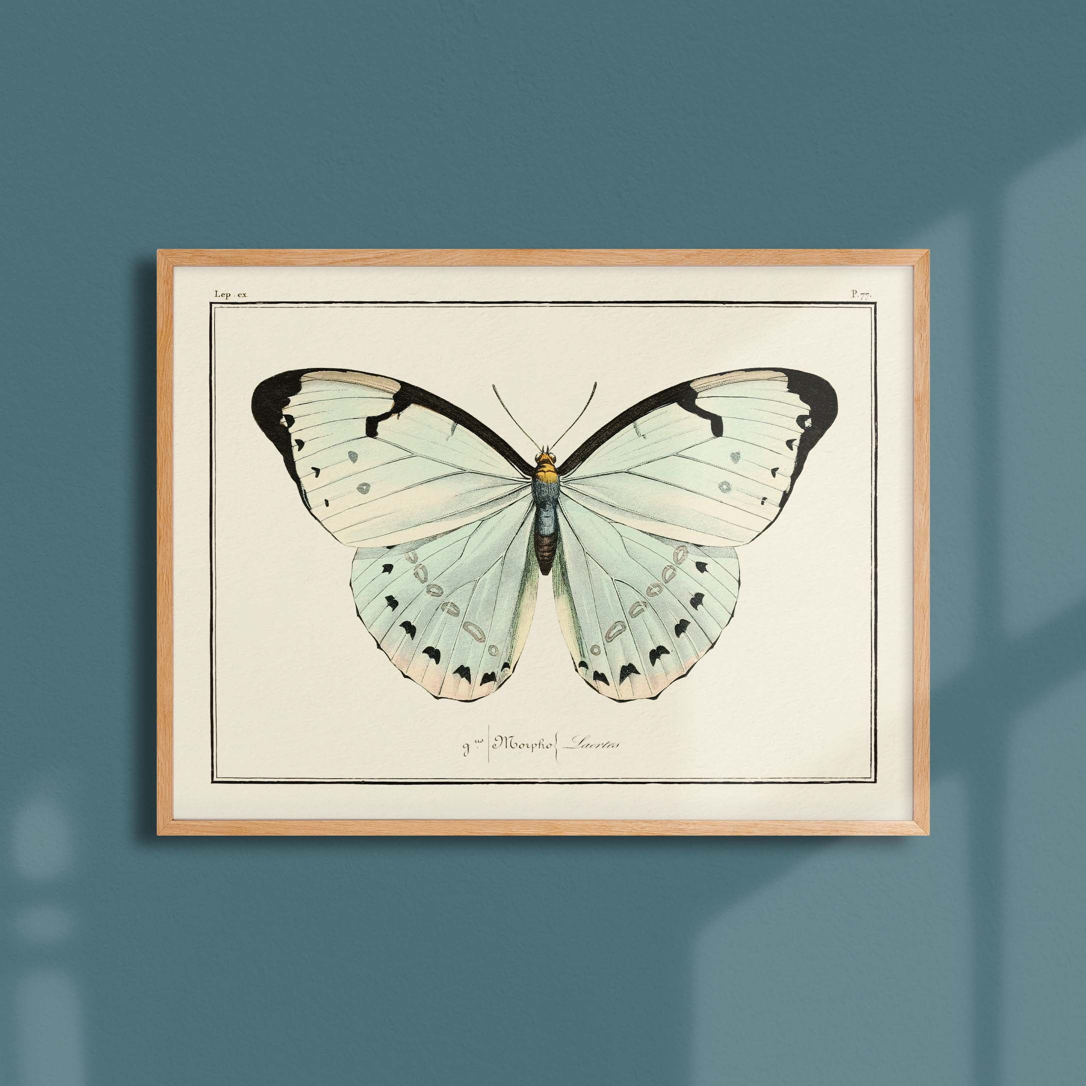 AFFICHE VINTAGE - Histoire Naturelle: Papillons (50x70cm