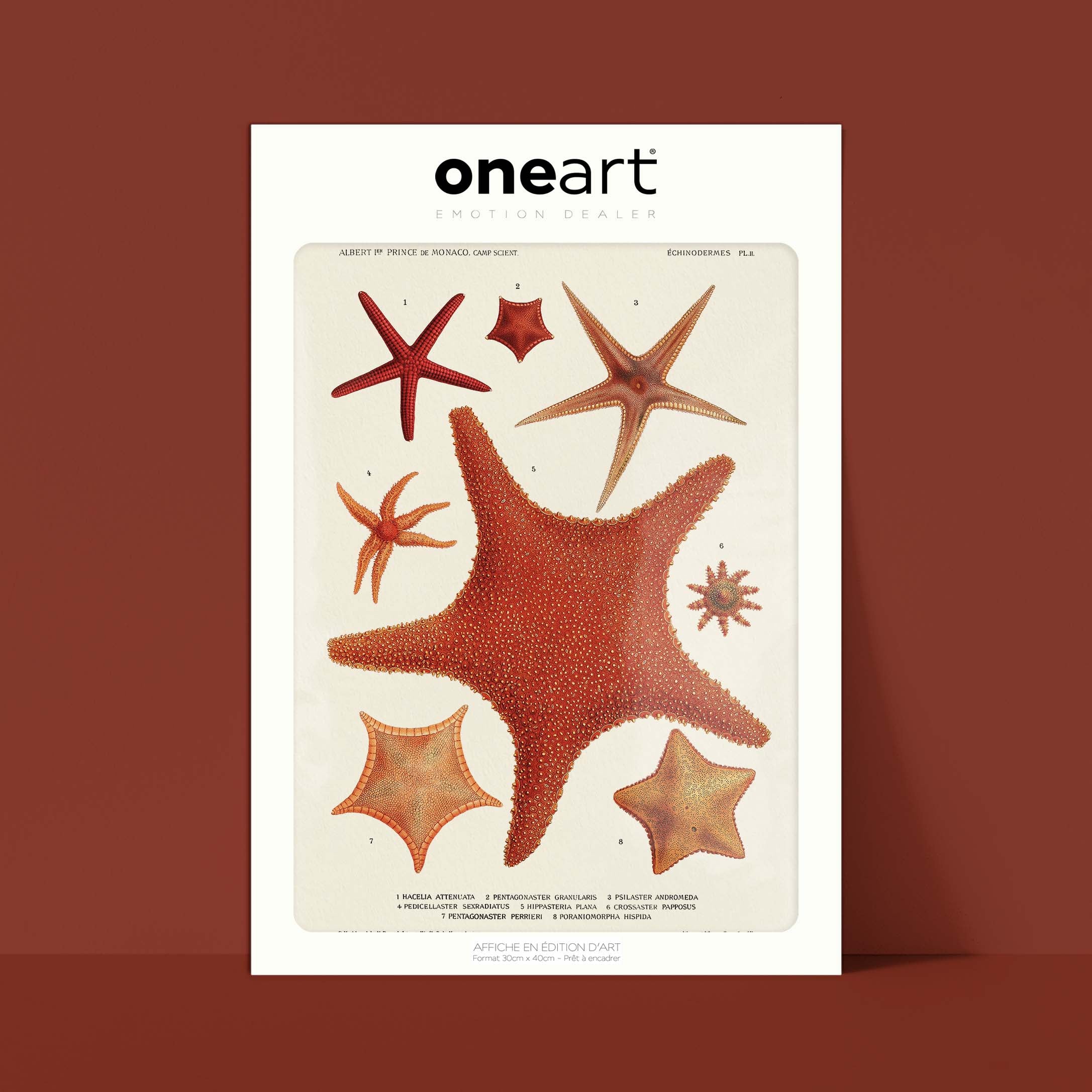Affiche océan - Les étoiles de mer - 1-oneart.fr
