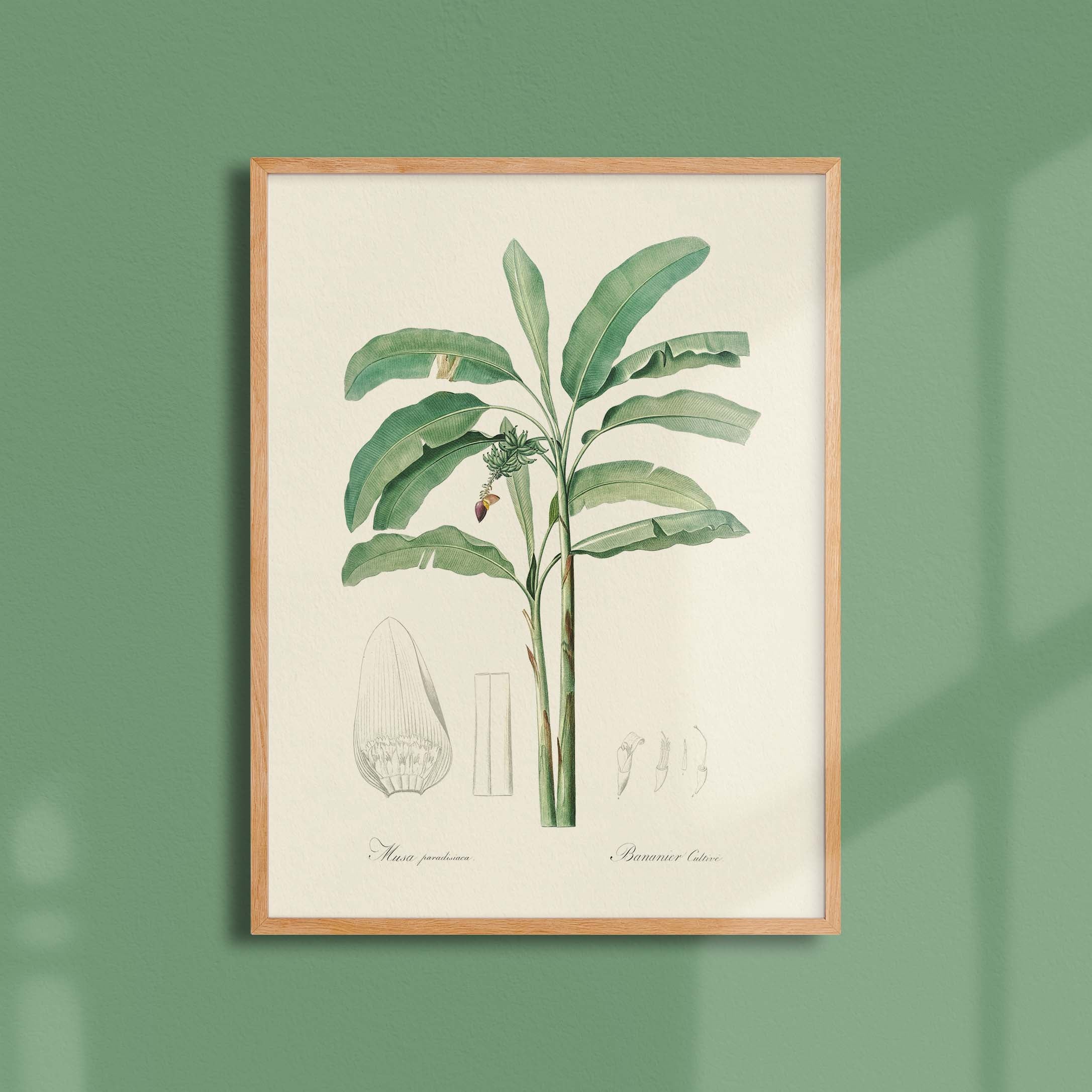 Planche botanique - Bananier cultivé-oneart.fr