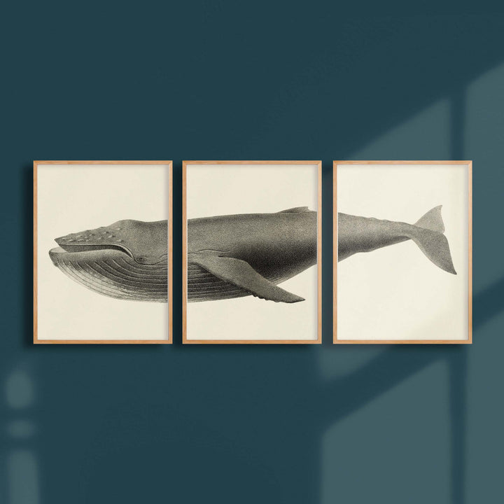 Triptych - The humpback whale
