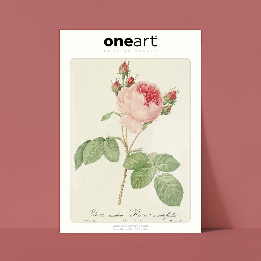 Botanical board - Hundred leaf rosebush