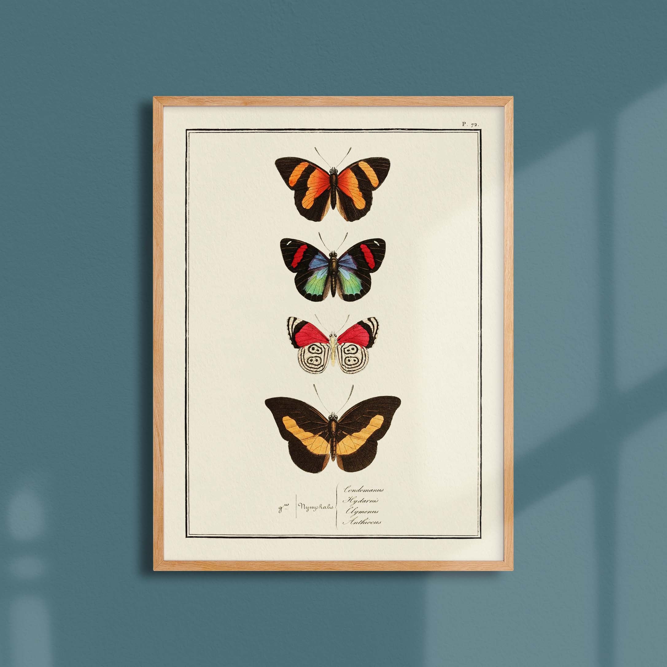 Planche d'entomologie Papillons - N°72-oneart.fr