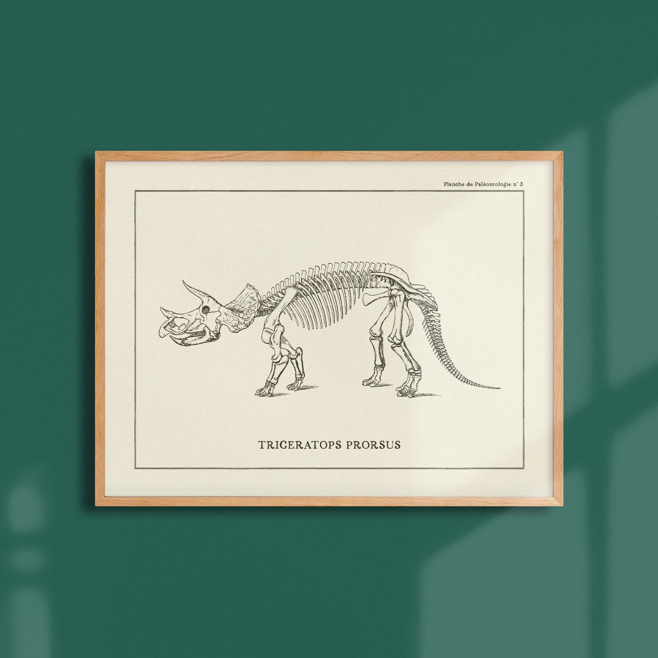 Affiche Dinosaure - Squelette de Triceratops-oneart.fr