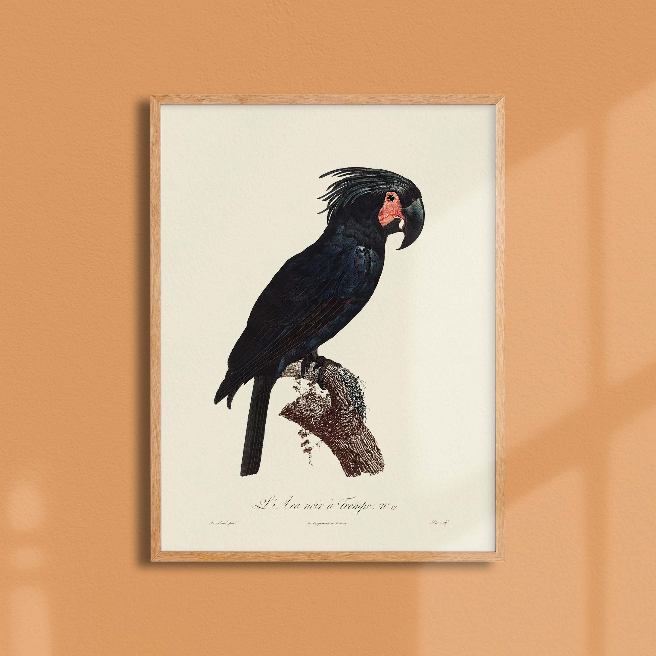 Planche d'ornithologie - L'Ara noir à trompe-oneart.fr