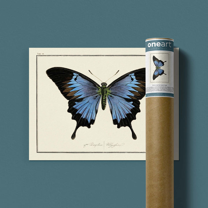 Planche d'entomologie Papillon -  N°6