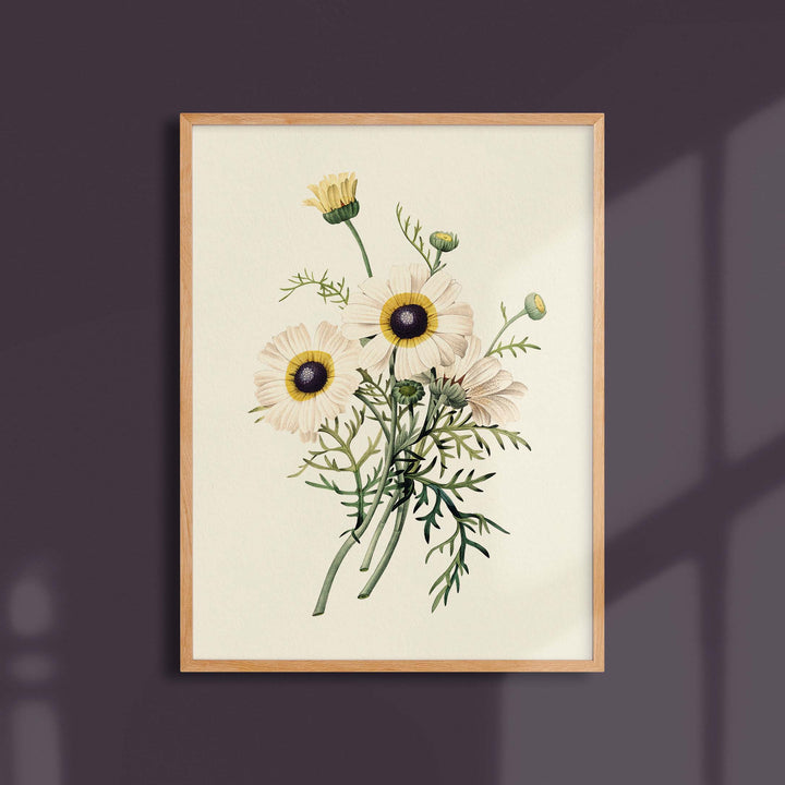 Planche botanique  - Chrysanthème carené