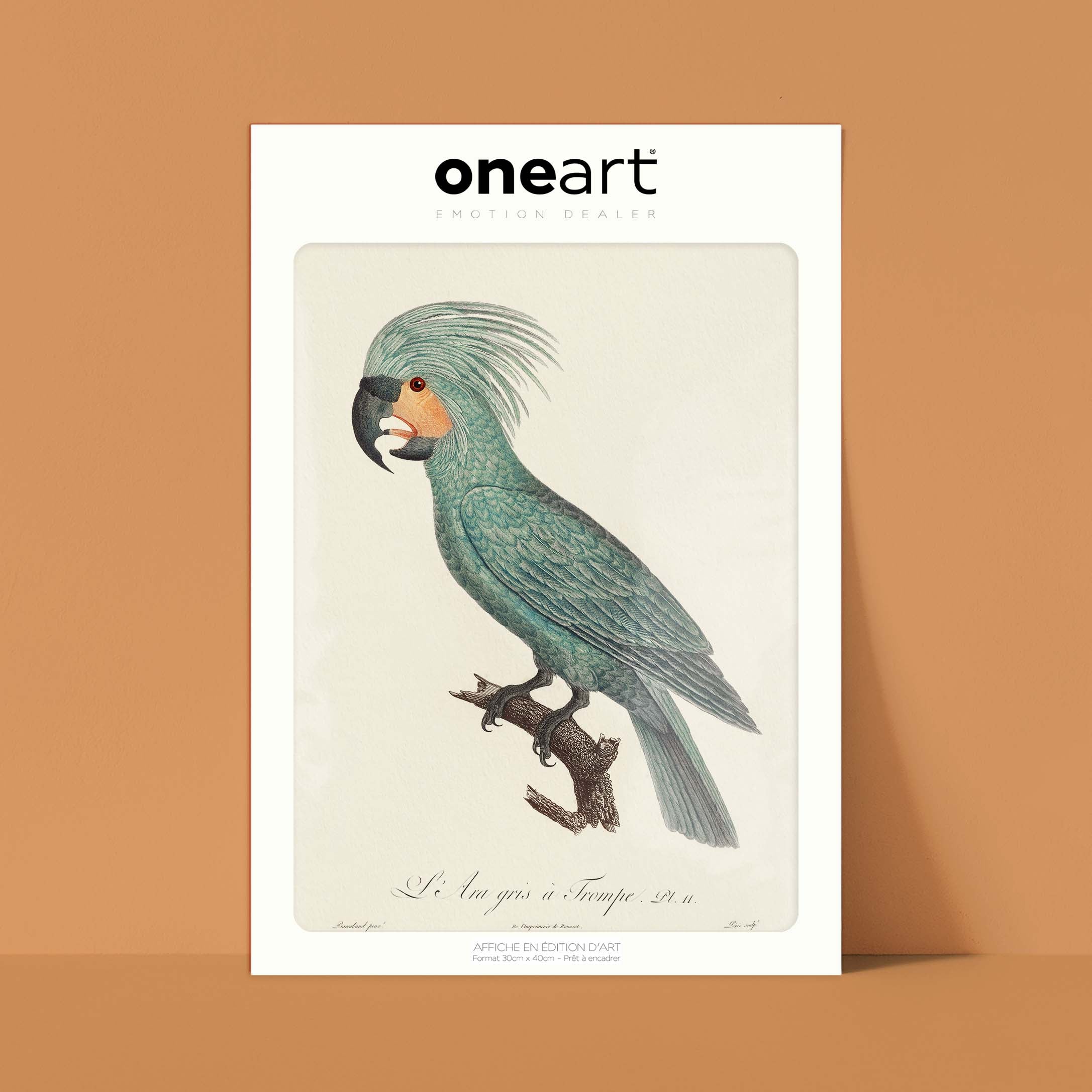 Planche d'ornithologie - L'Ara gris à trompe-oneart.fr