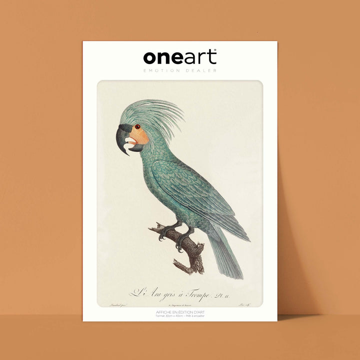 Planche d'ornithologie - L'Ara gris à trompe