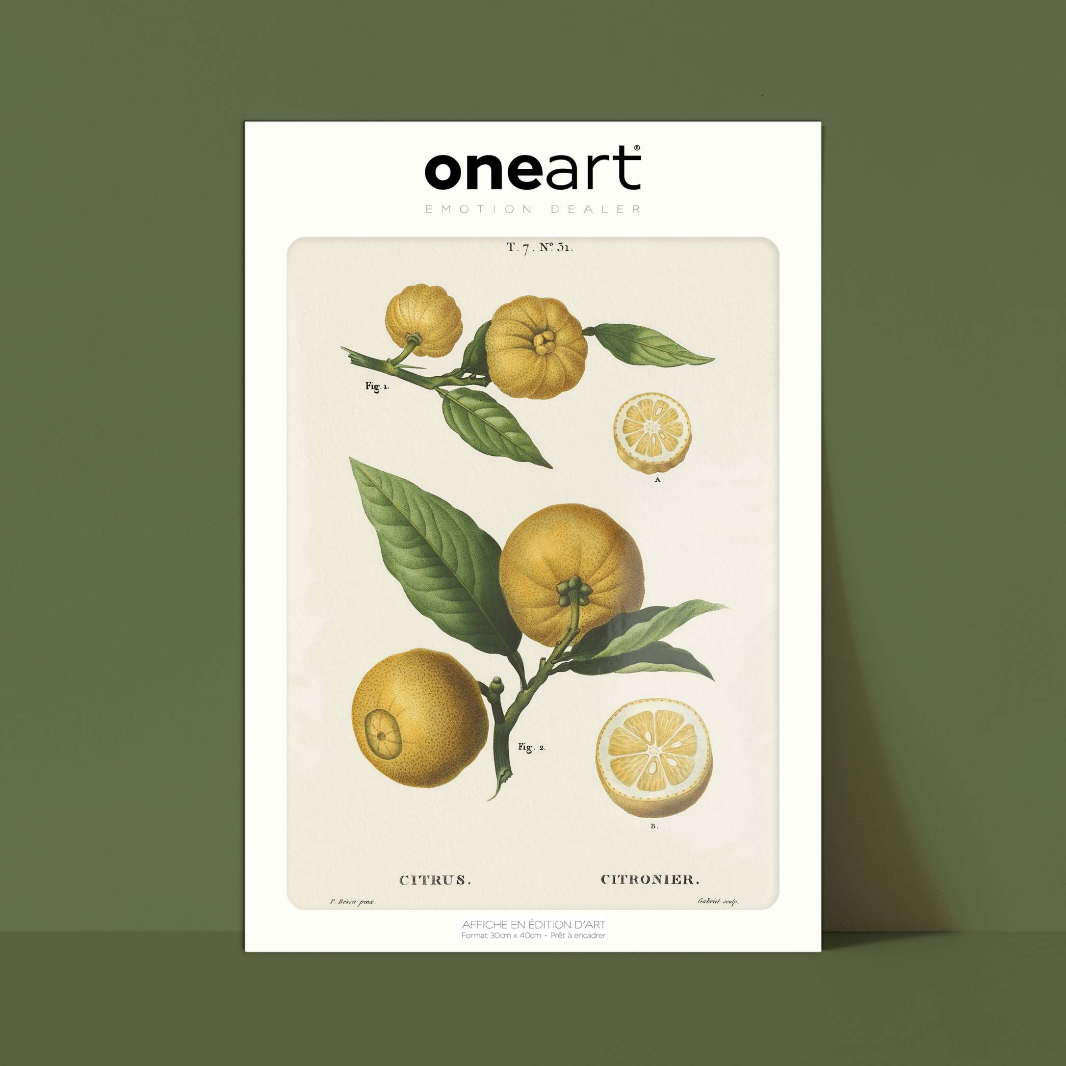 Planche botanique fruit - Citronnier-oneart.fr