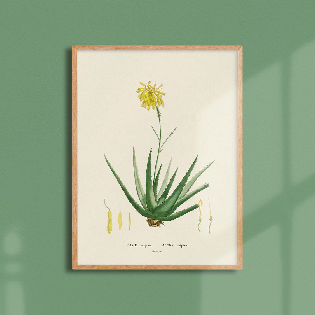 Planche botanique  - Aloe vulgaris