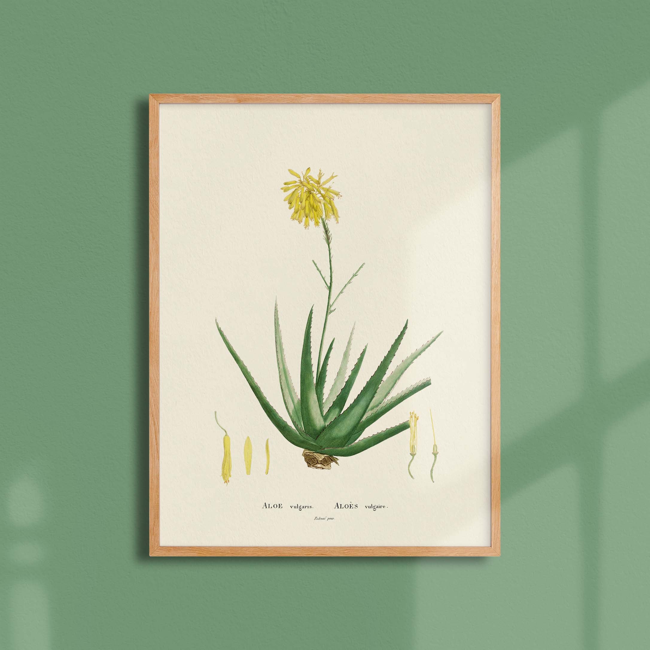 Planche botanique - Aloe vulgaris-oneart.fr