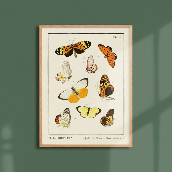 Planche d'entomologie  - Lepidoptera - 1