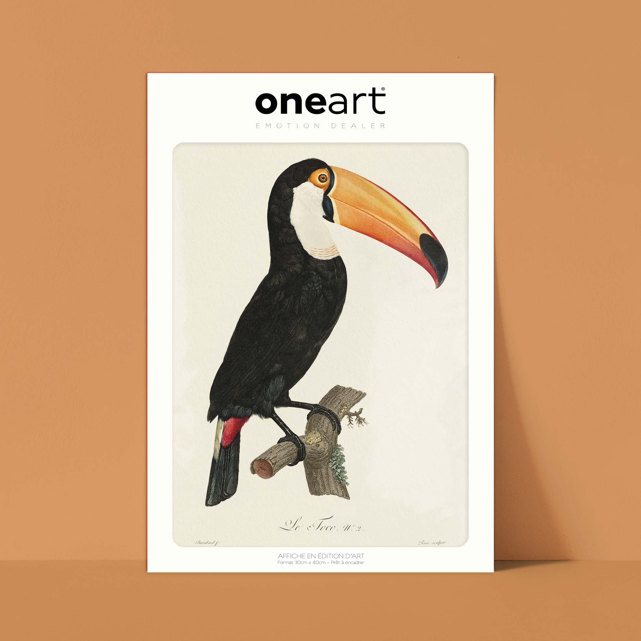 Planche d'ornithologie - Le Toco-oneart.fr