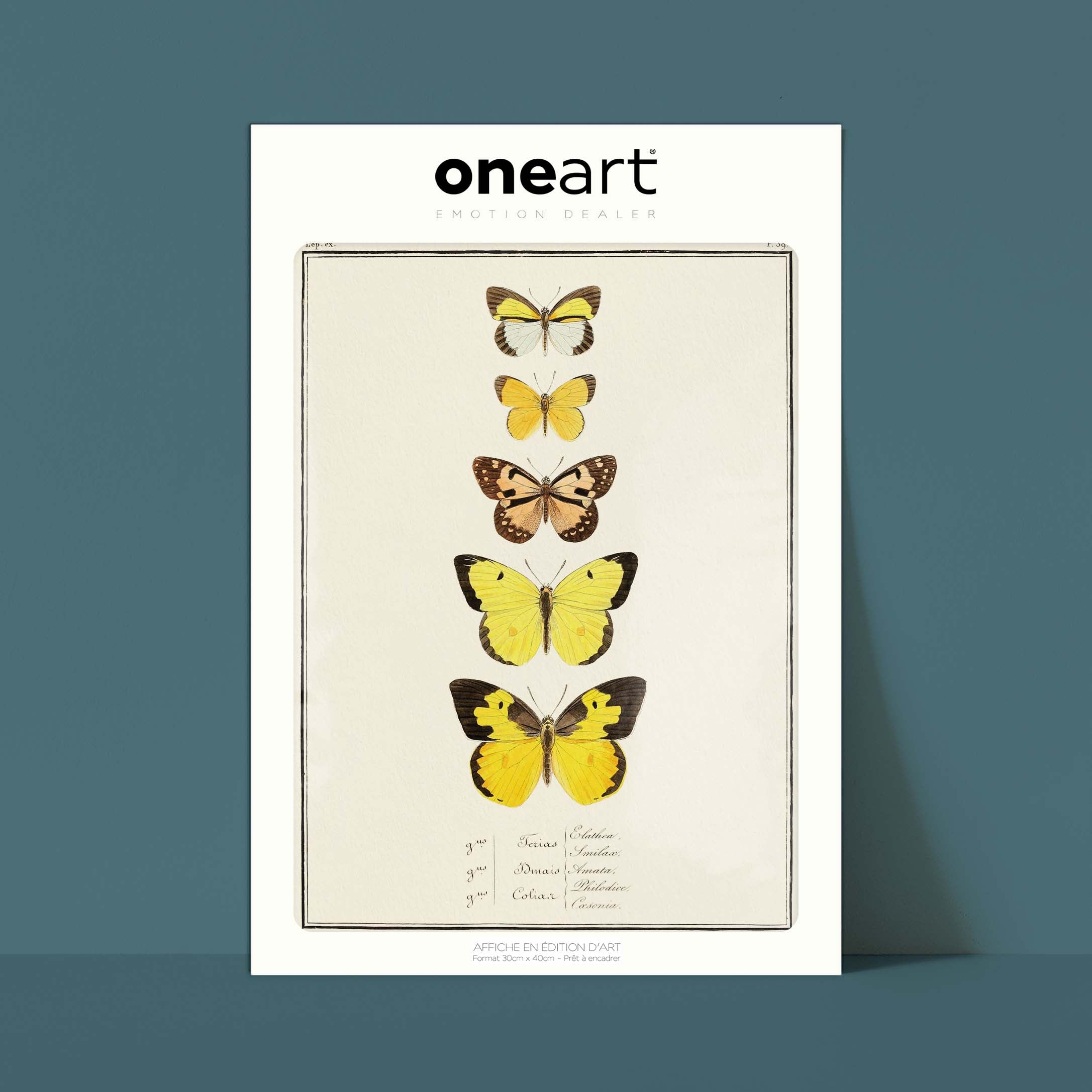 Planche d'entomologie Papillons - N°39-oneart.fr