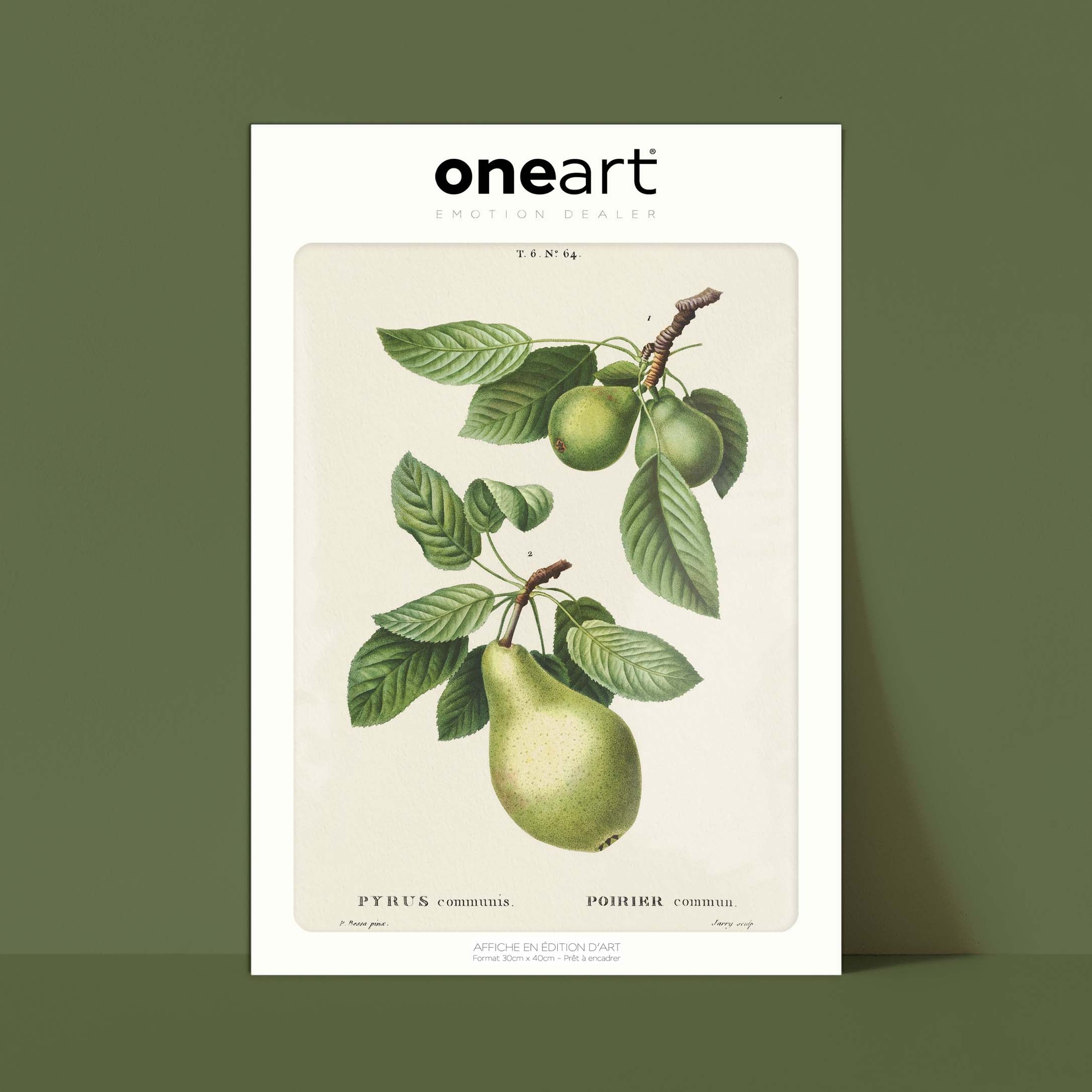 Planche botanique fruit - Poirier-oneart.fr