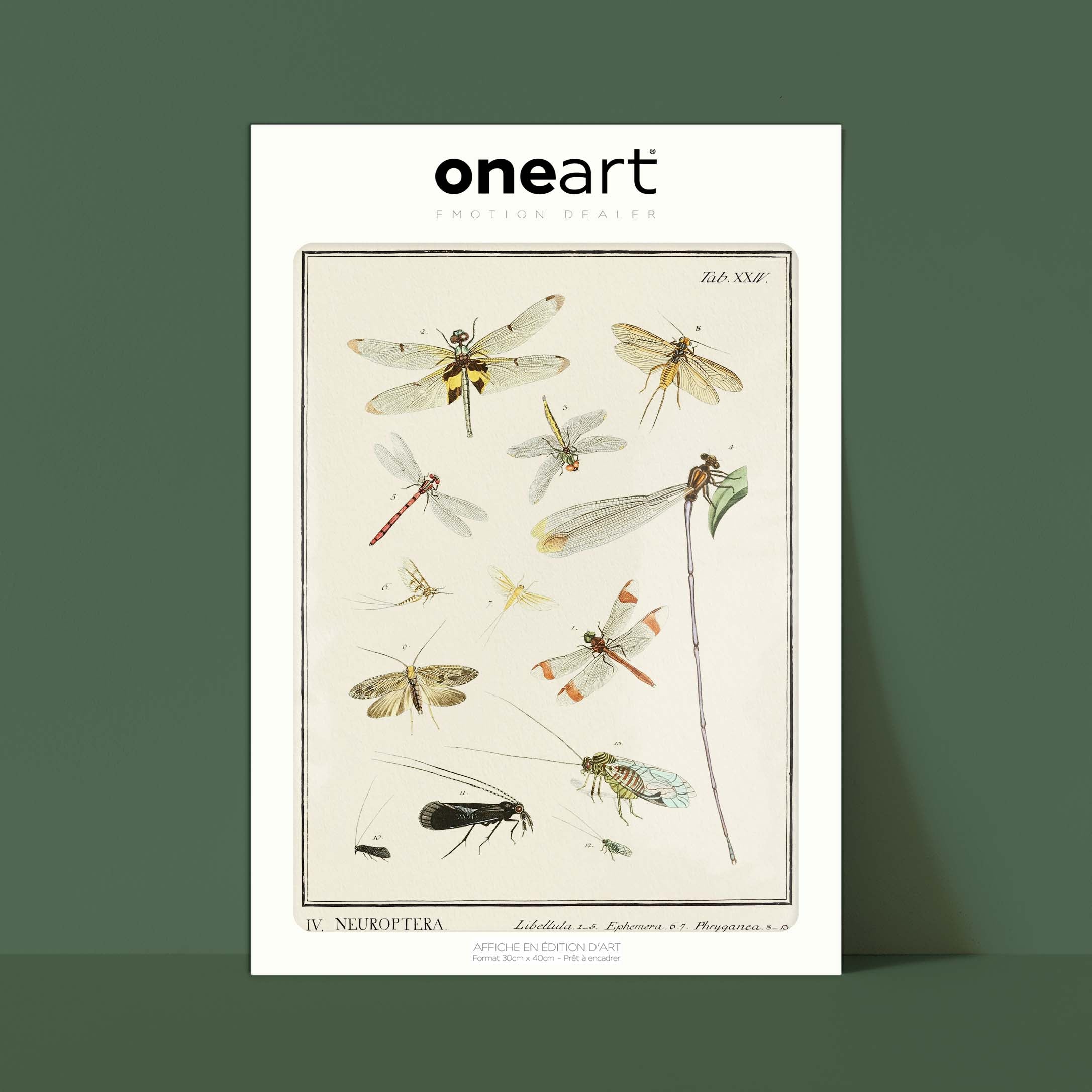 Planche d'entomologie - Neuroptera-oneart.fr
